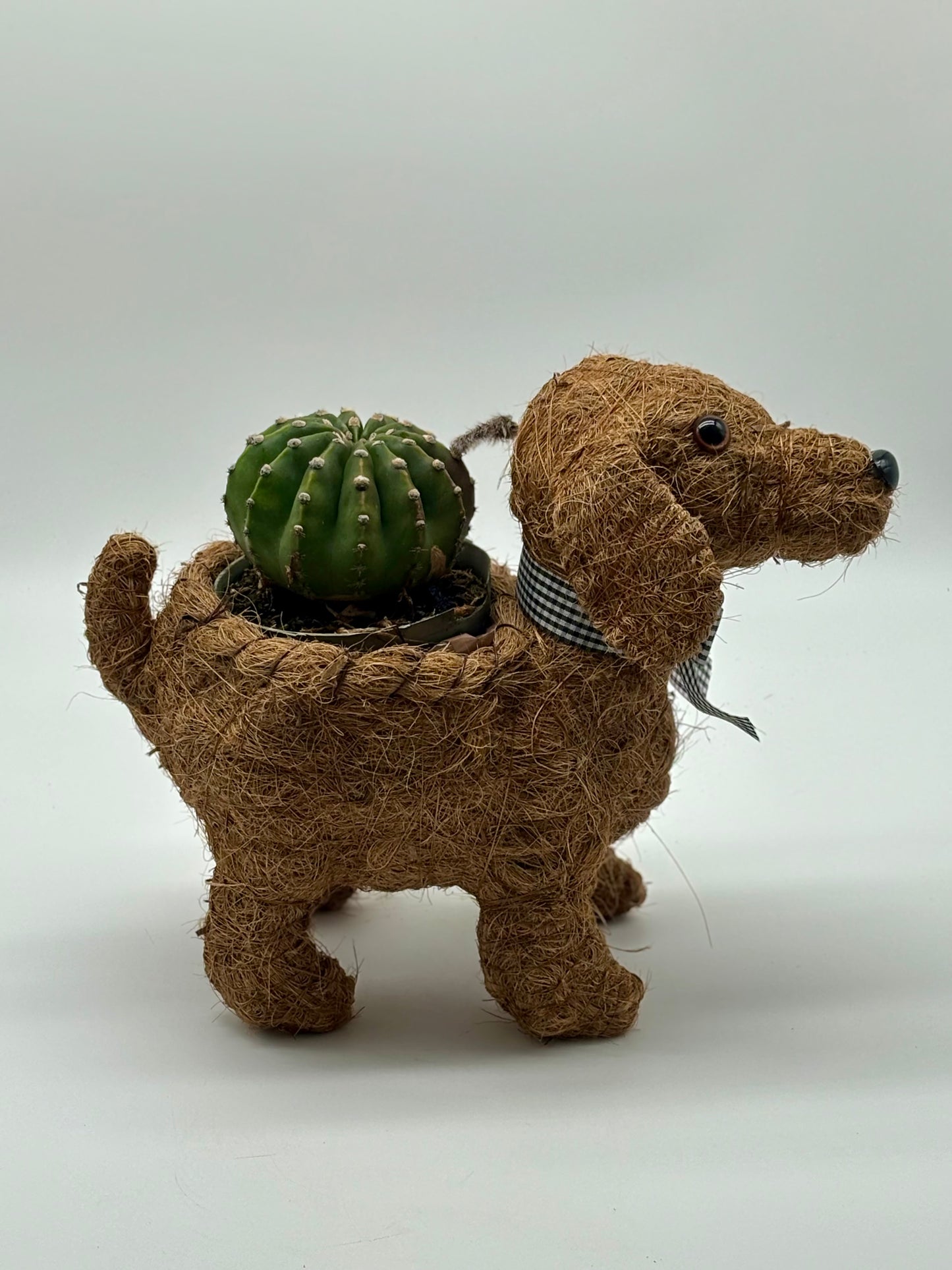 Easter Lily Cactus π΅ blooming in a Dog Pot