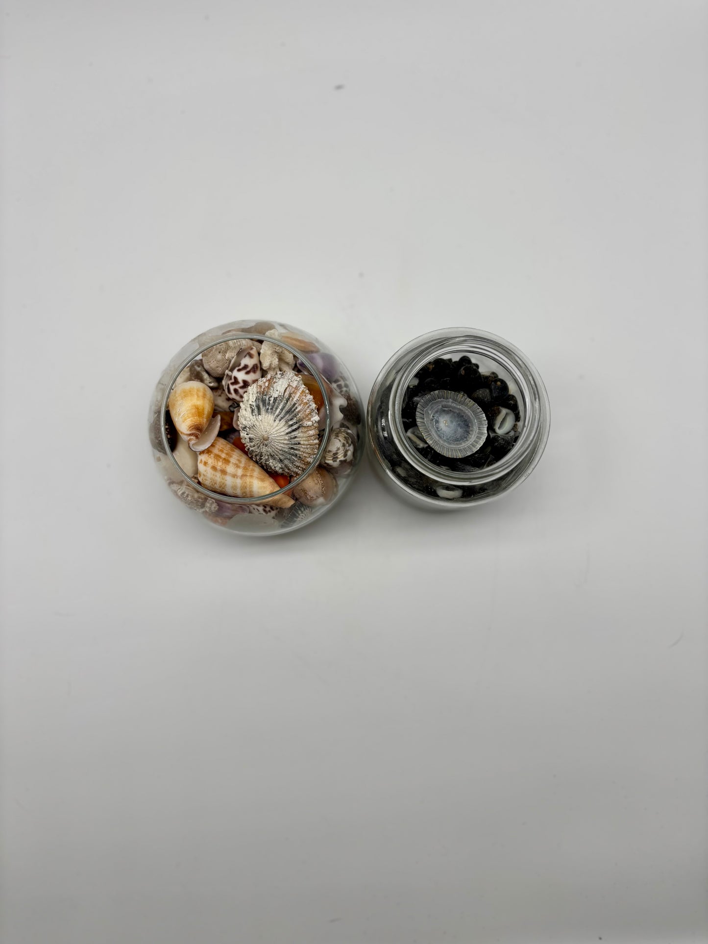 Hawai’i and Fijian Shell Collection
