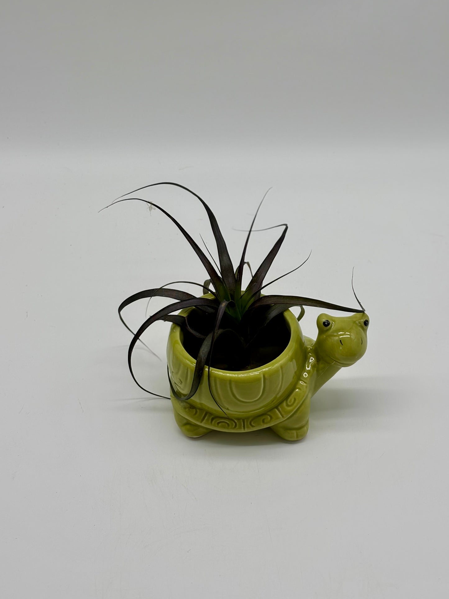 Add a pop of purple to your space! Mr. Turtle and his Tillandsia are low-maintenance, indoor-ready, and looking for a new home—grab yours today!