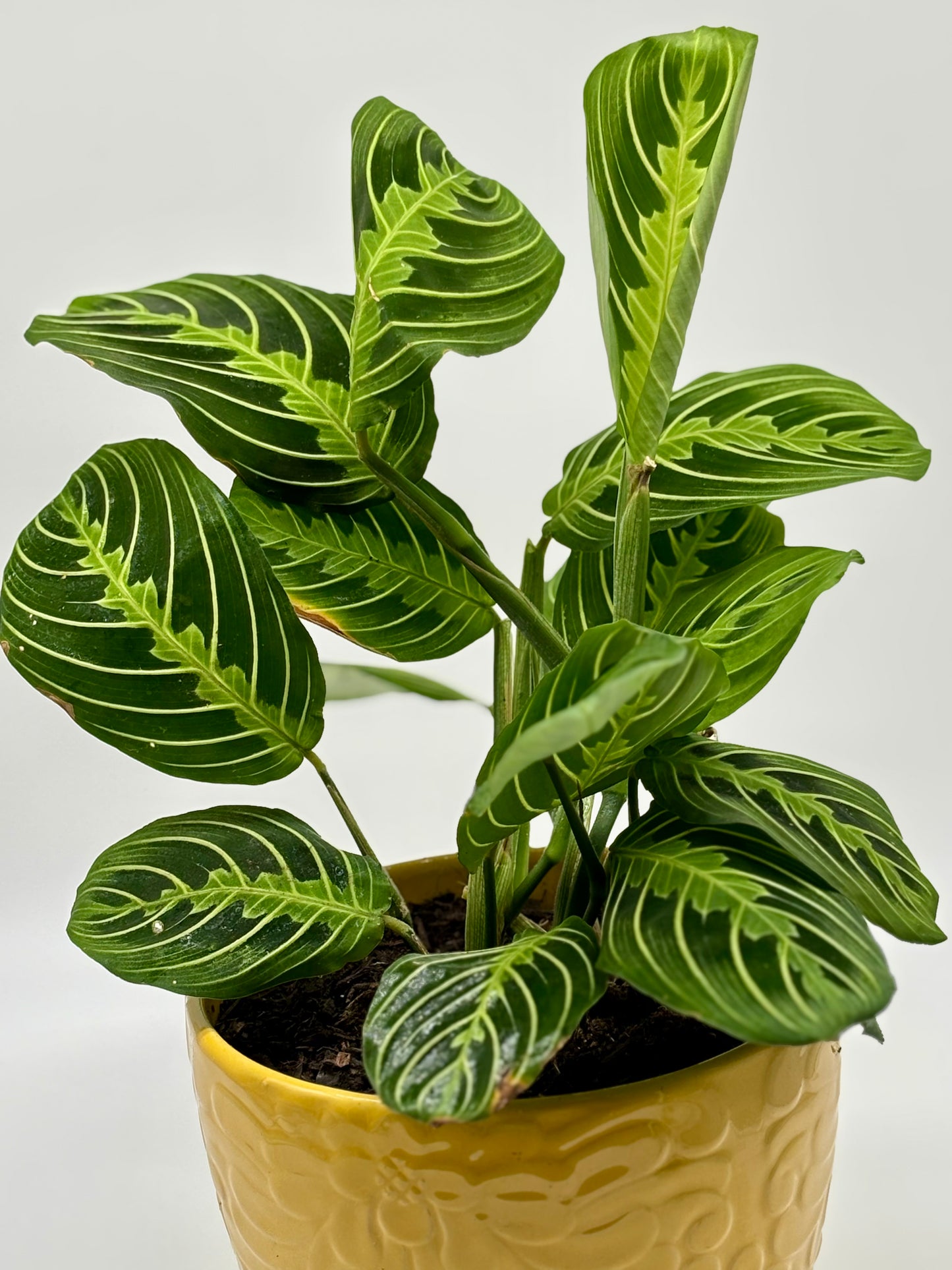 Bring life to your workspace with a flourishing Prayer Plant, beautifully housed in a carved ceramic pot