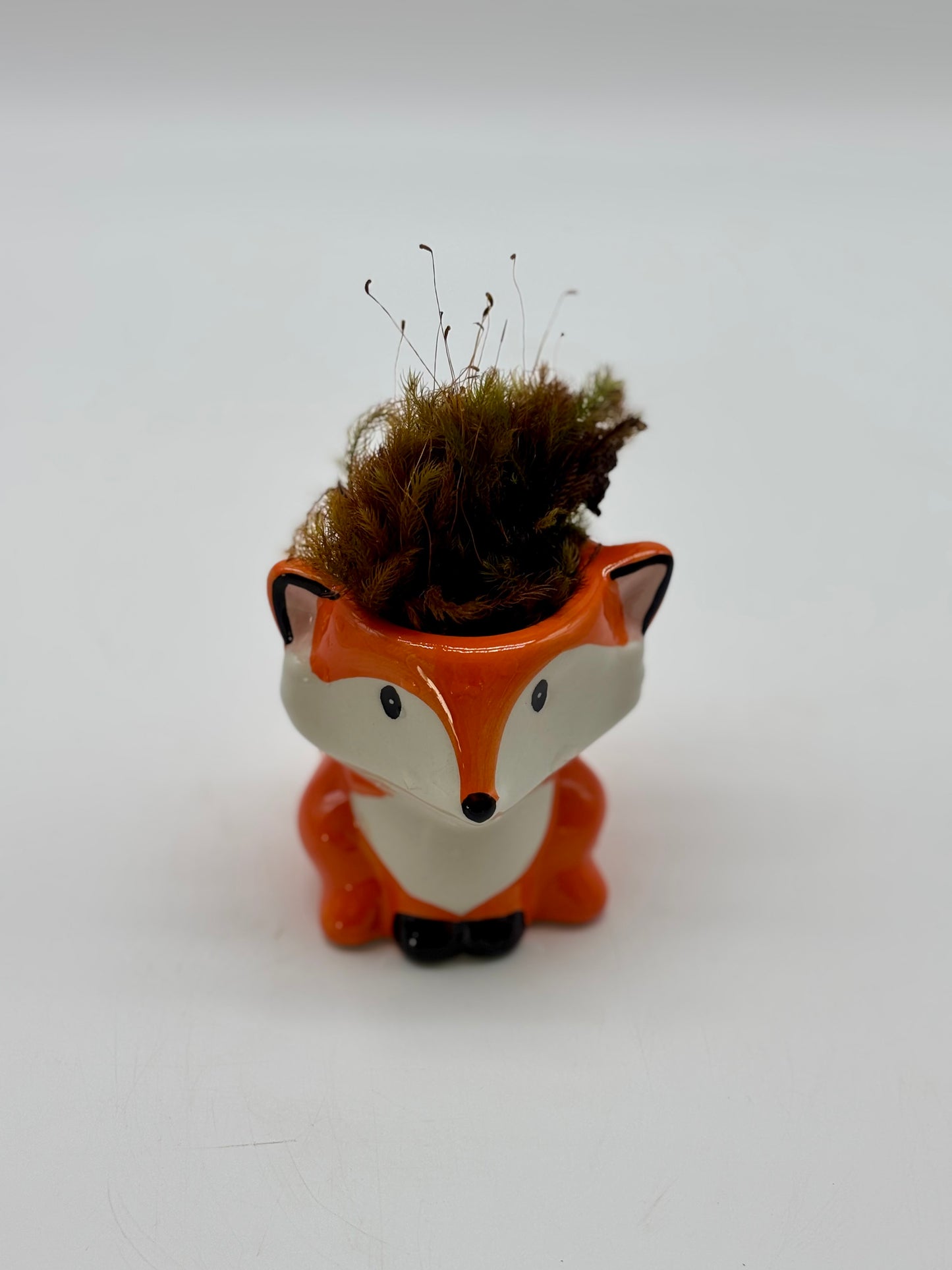 Shelf goals! 🦊 Tiny fox with Native Moss waiting for you