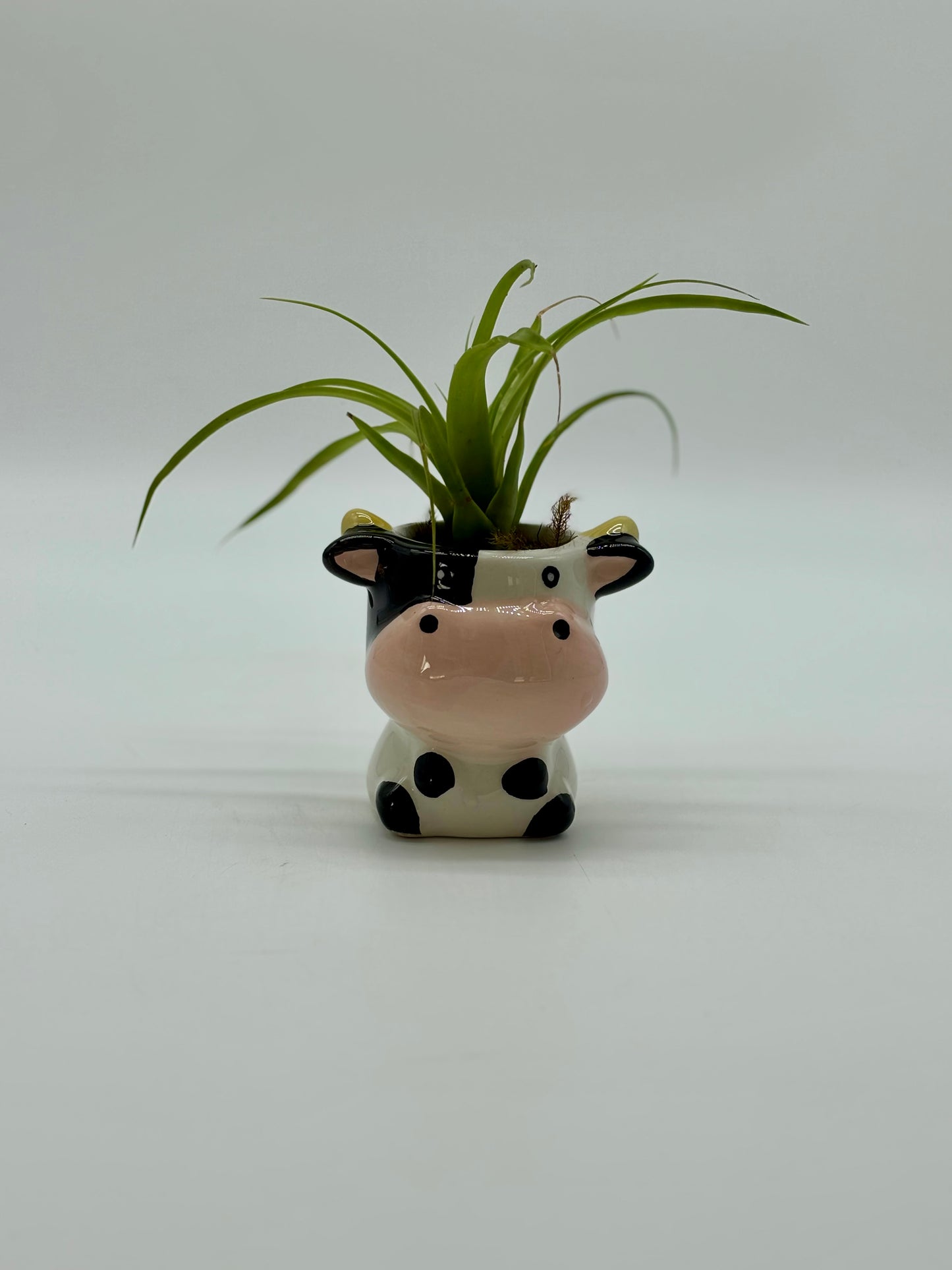 Shelf buddy alert! 🐮 Mr. Cow and his Giant Air Plant ‘do’ are ready to join your space