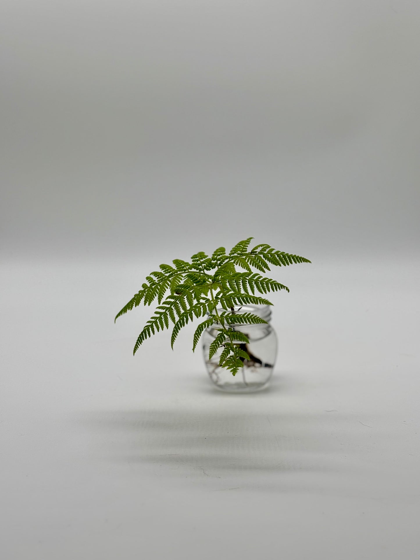 Pālapalāʻi, thoughtfully propagated and nurtured, ready to thrive in the perfect pot you select