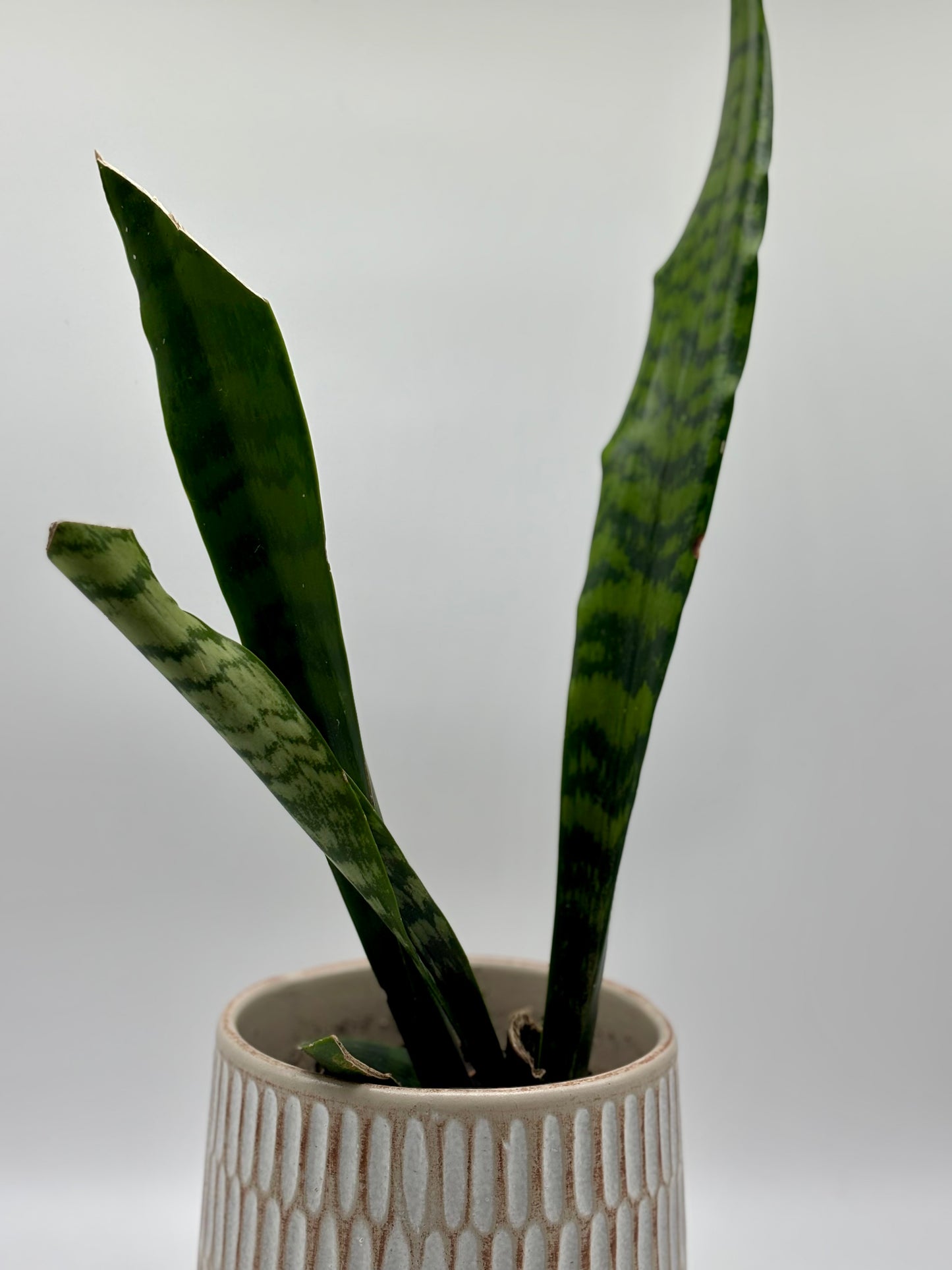 Mother-in-law's Tongue in White Geometric Ceramic Pot