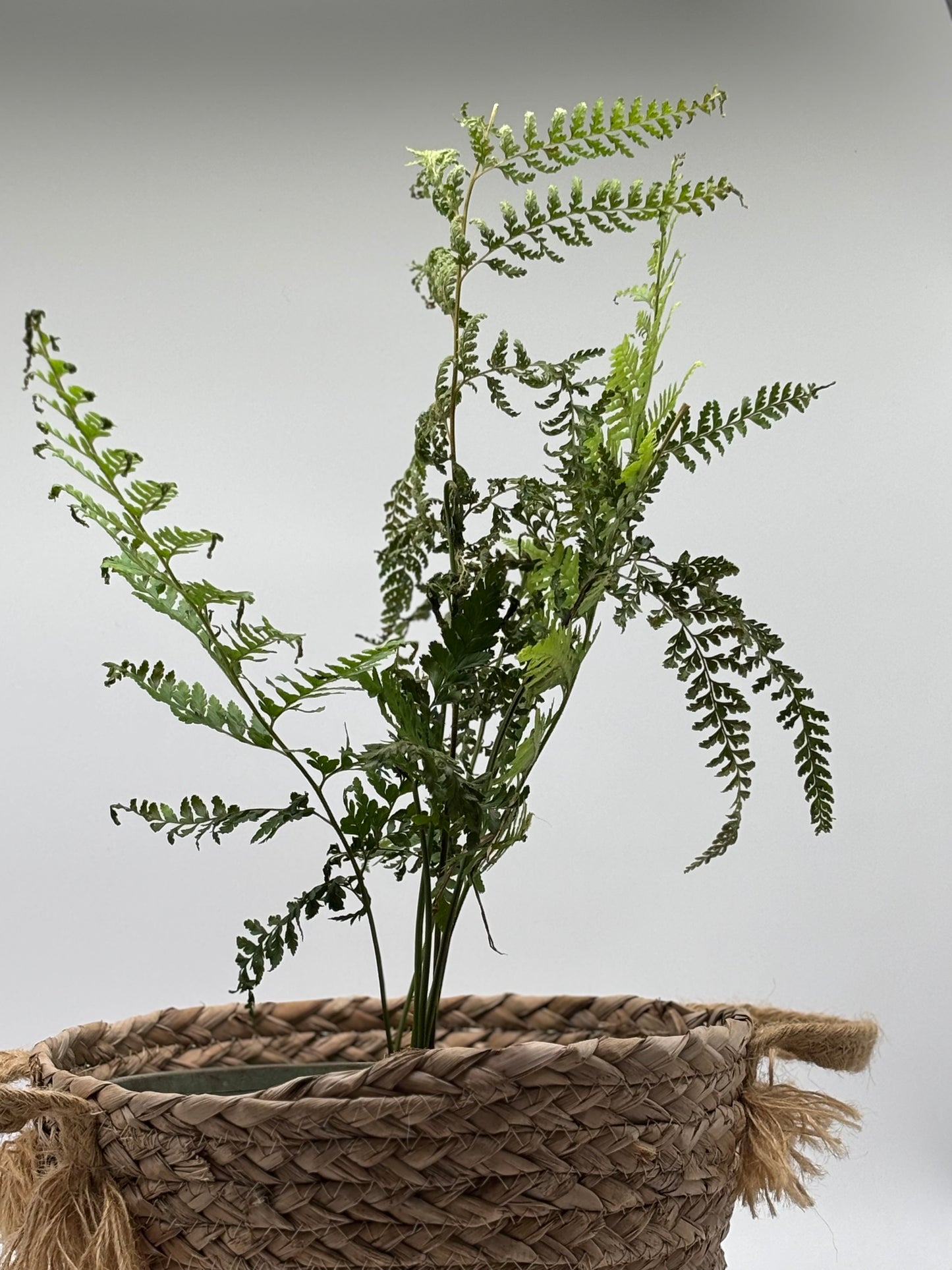 Pālapalāʻi, thoughtfully propagated and nurtured, ready to thrive in the perfect pot you select