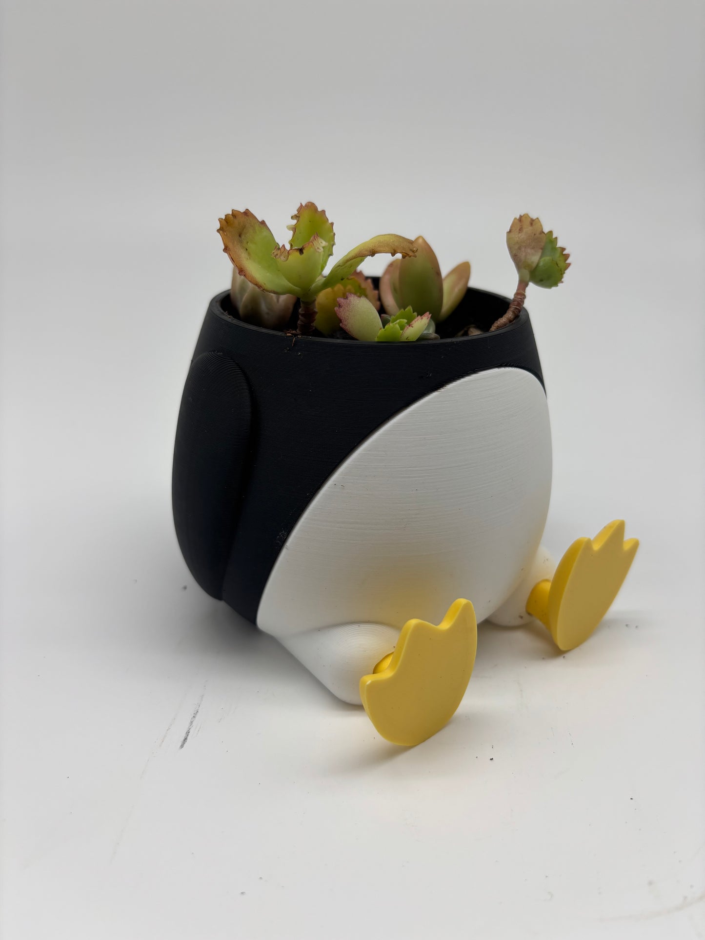 Mother of Thousands Starters in 3D Penguin Pot
