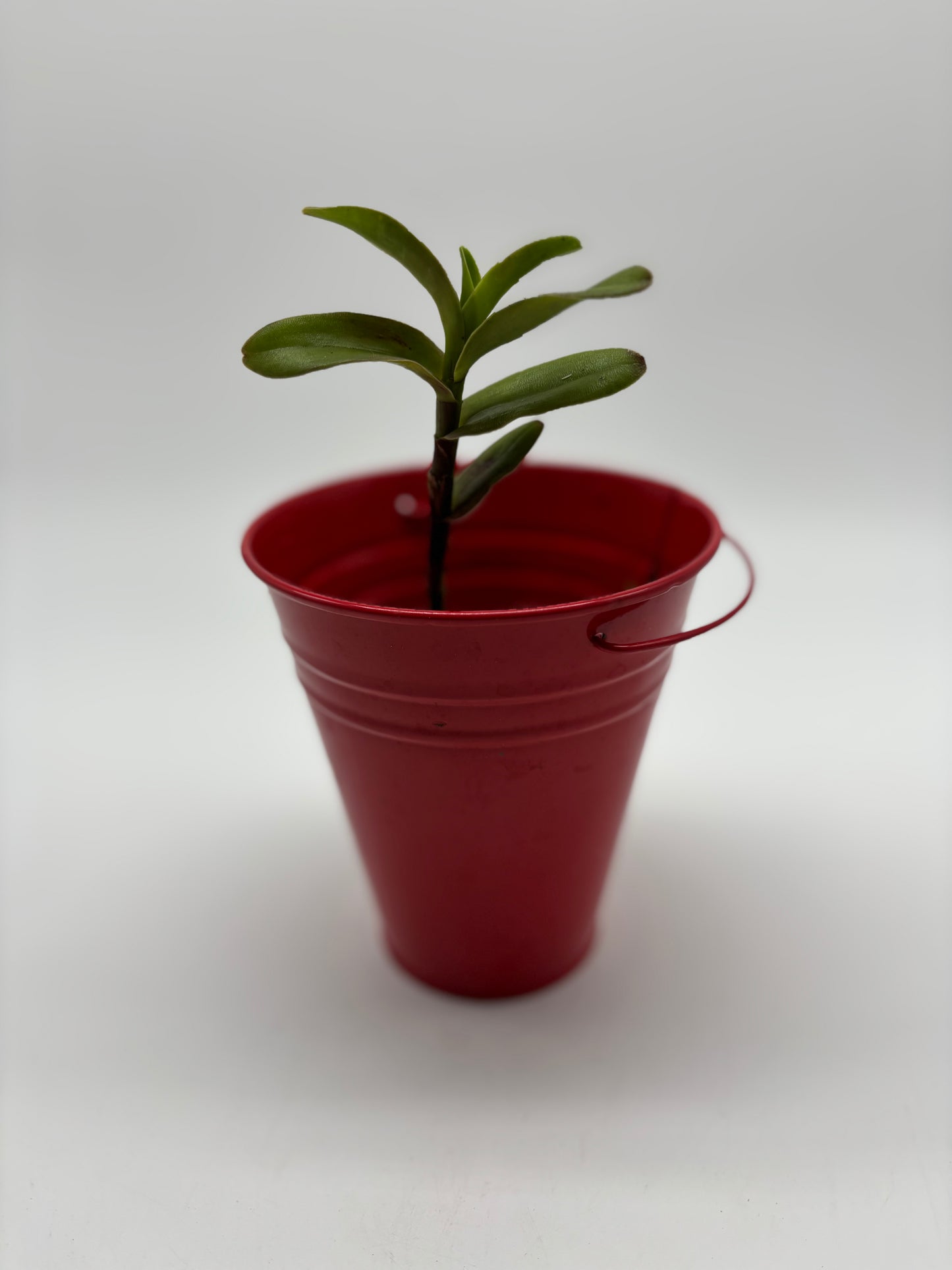 Crucifix Orchid in Red Children’s Pail