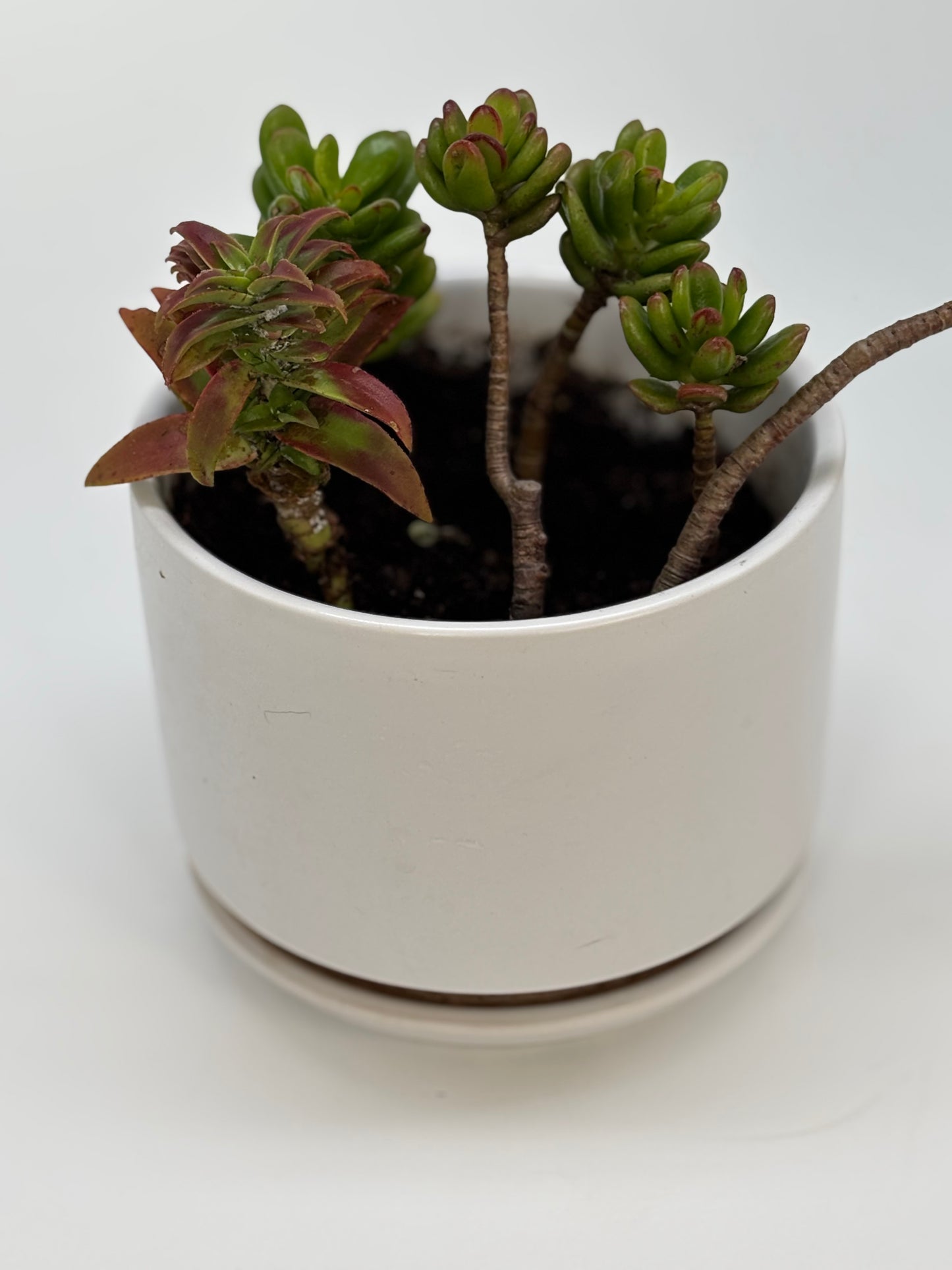 Red Pagoda and Thick Jade in White Ceramic Drainage