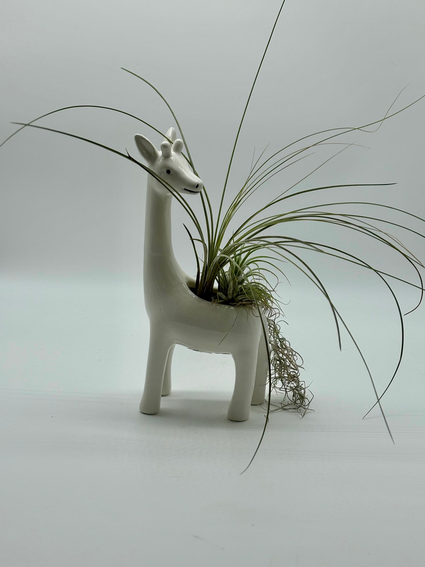 Mr. Giraffe is rocking a tail of silvery, fluffy Pele and standing tall with Bertram’s air plants—ready to bring sunshine and style to your window!