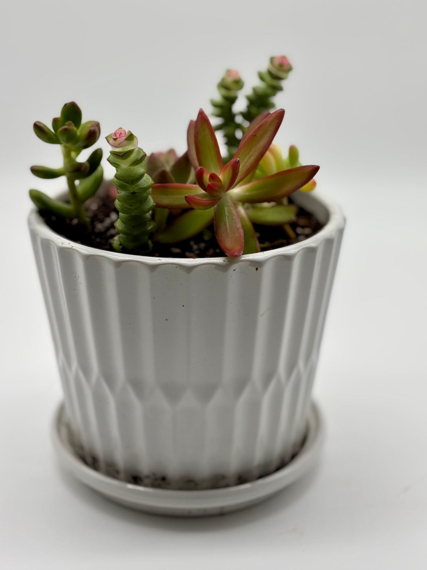 Fresh drop—succulent arrangements in chic white octagonal pots