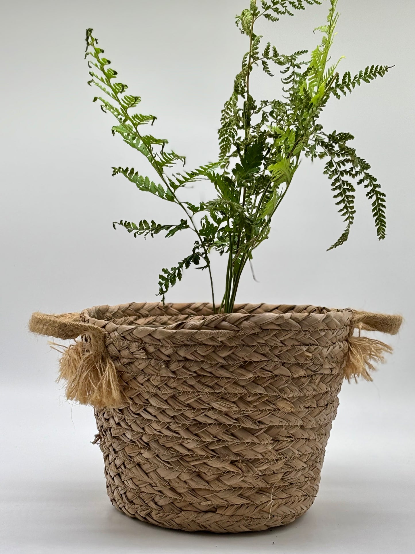 Pālapalāʻi, thoughtfully propagated and nurtured, ready to thrive in the perfect pot you select