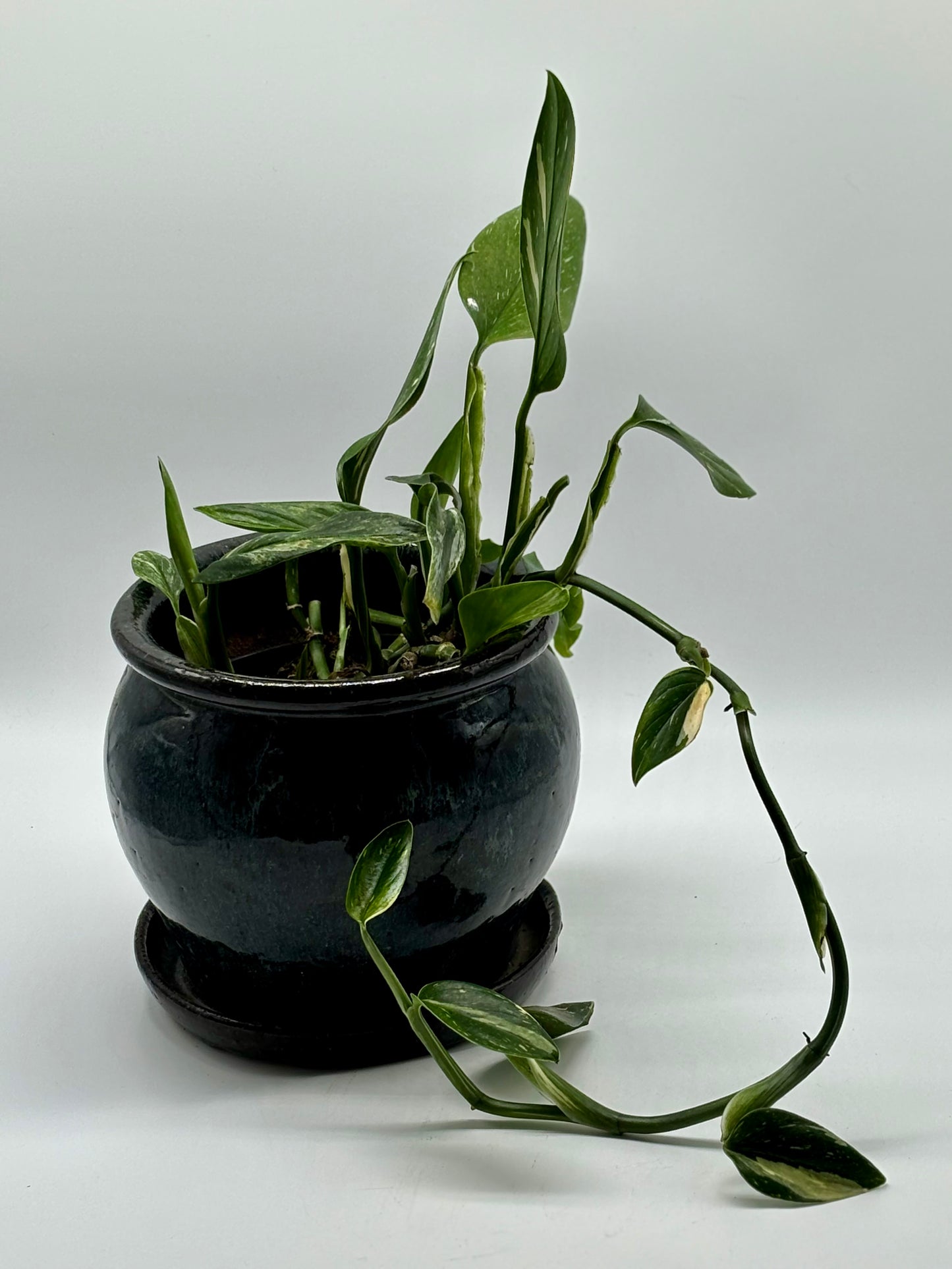 A thriving Heartleaf Philodendron, perfectly paired with a medium glazed ceramic pot
