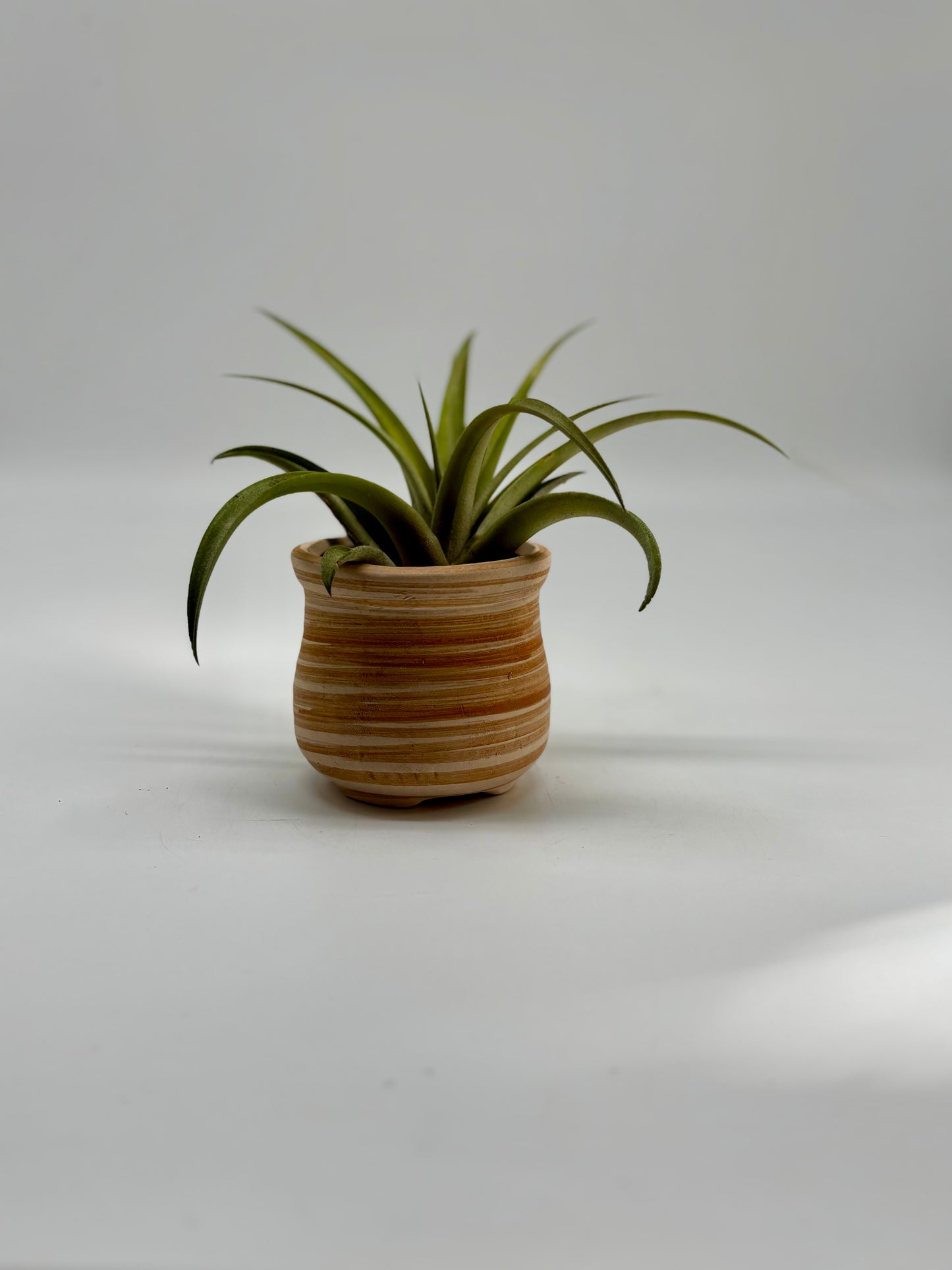 Giant air plant in hand made clay pot with drainage