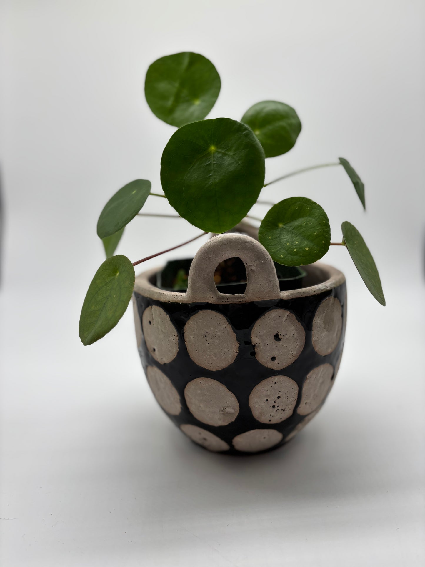 Chinese Money Plant in clay spotted pottery