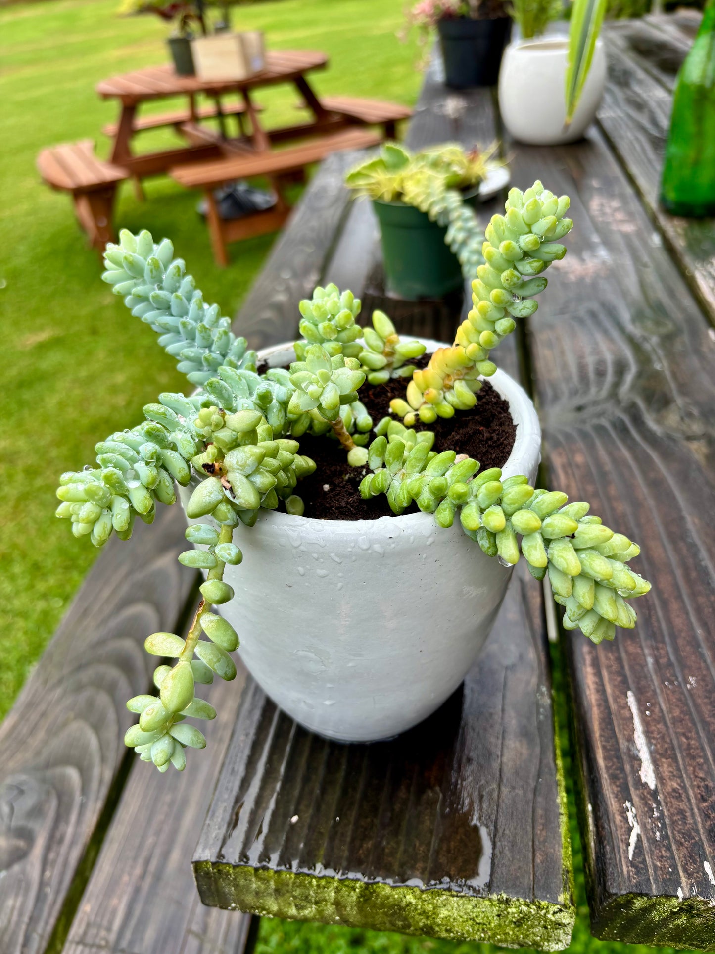 Donkey Tail arrangement