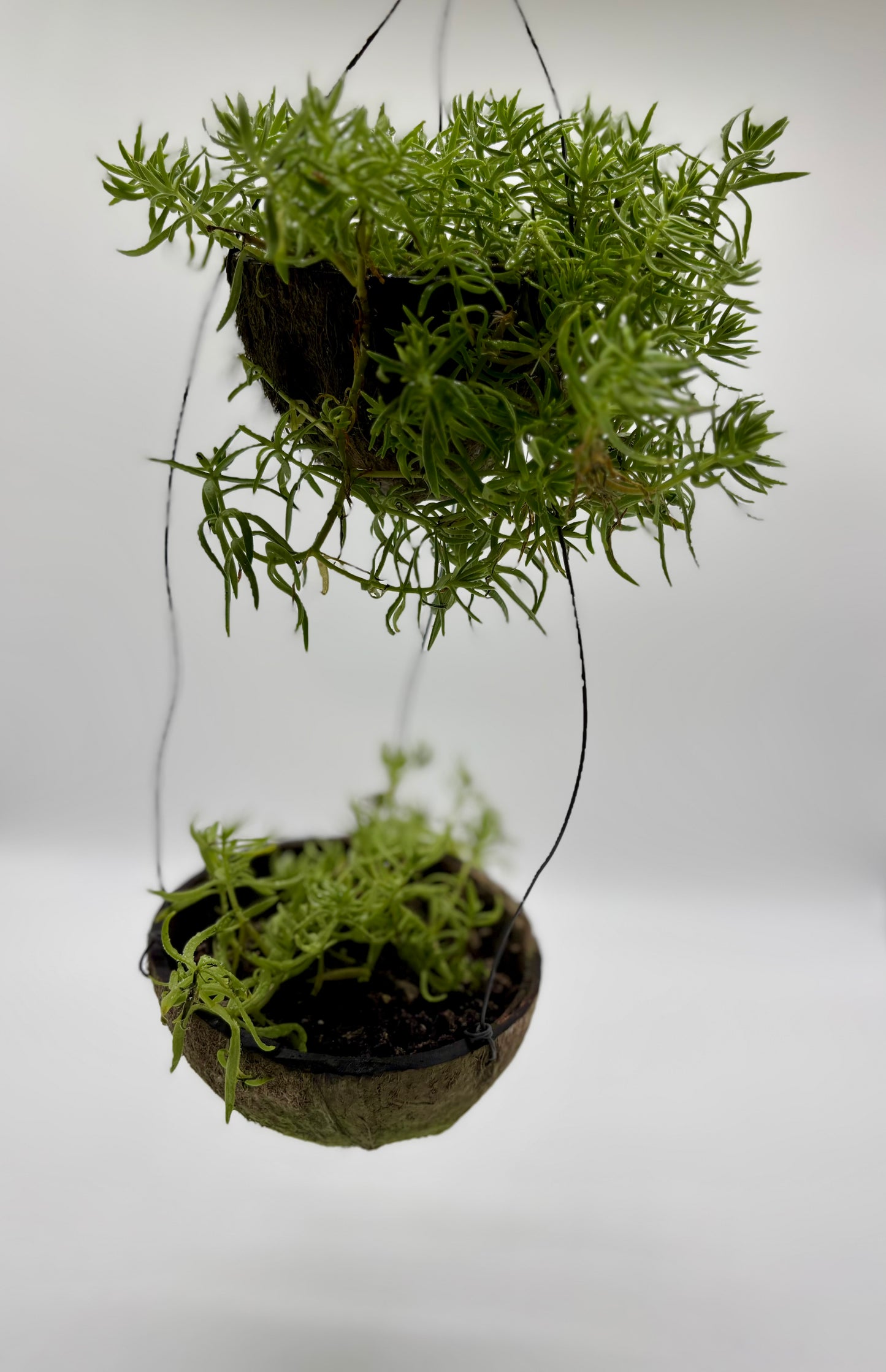 A hanging coconut shell decoration featuring Spanish Dill