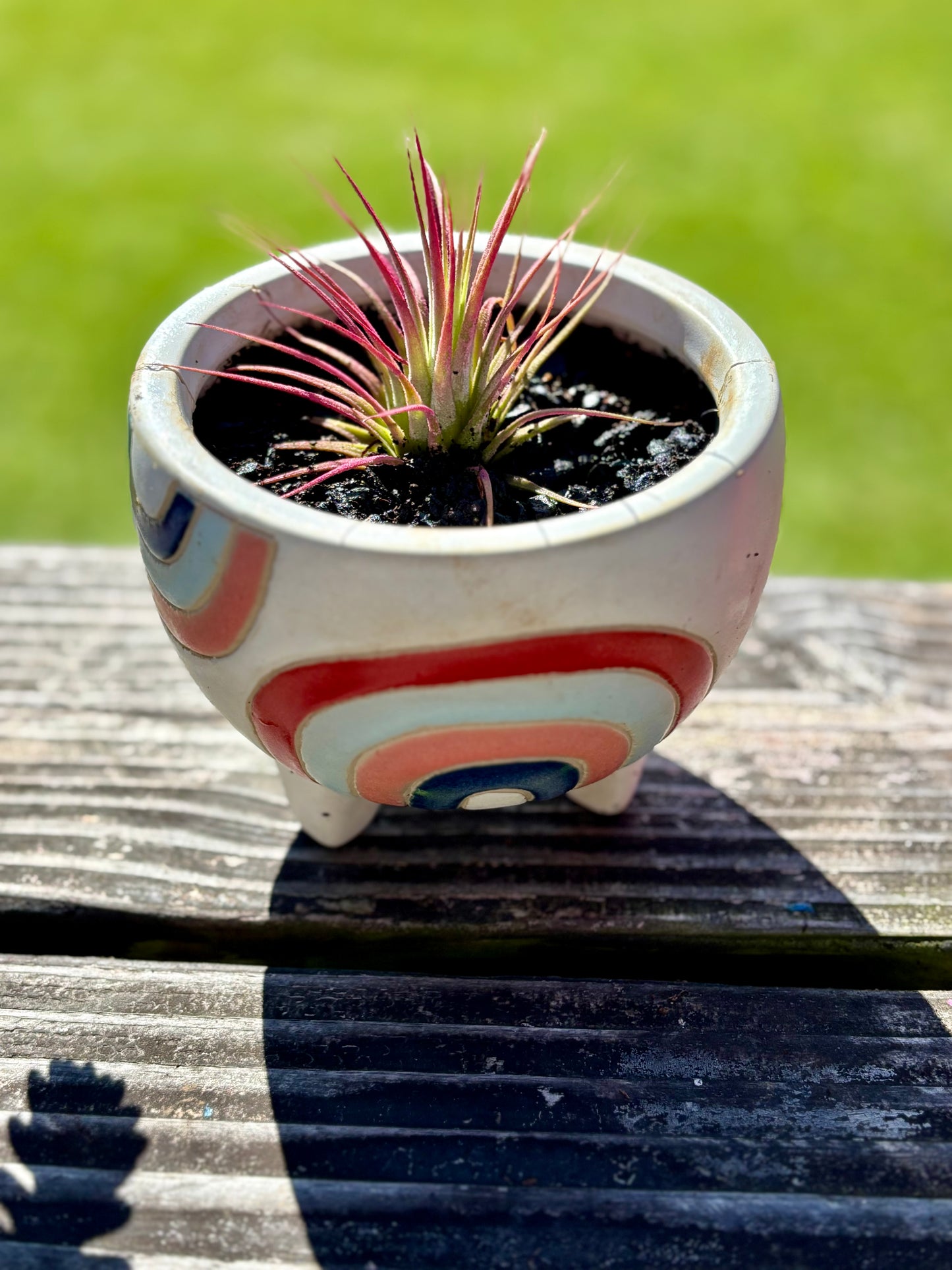 Tillandsia air plant in rainbow ceramic pot