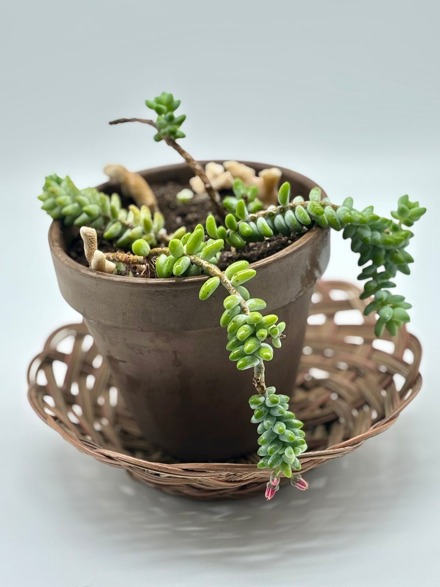 Dragon Bones cascading across a ceramic pot, adorned with tiny blush-pink buds