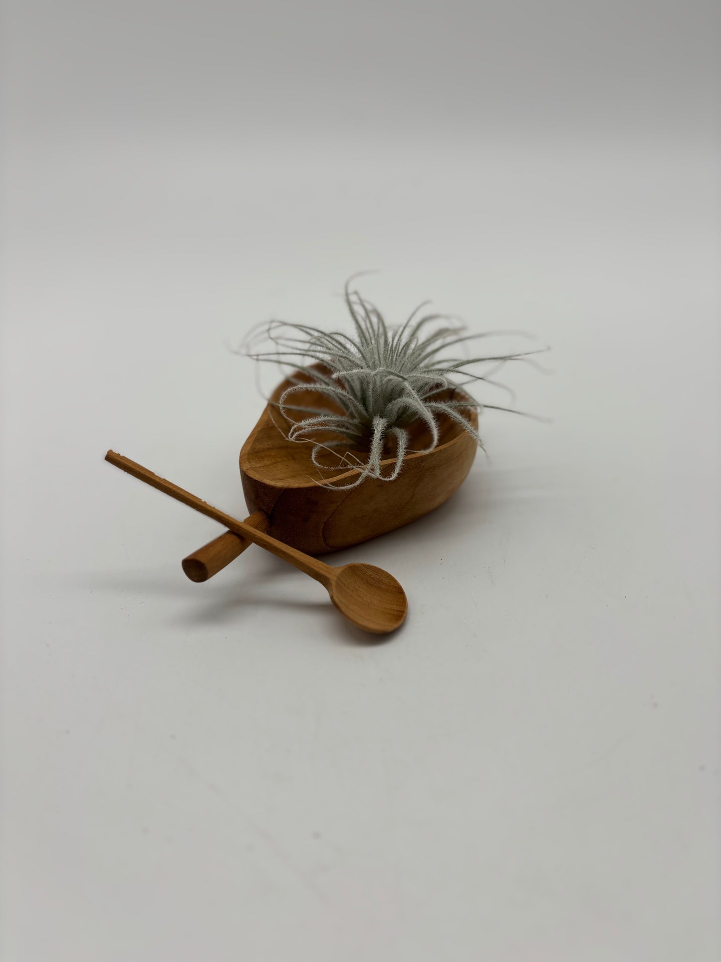 Sky plant in 2” saucer with teaspoon as display for a gift