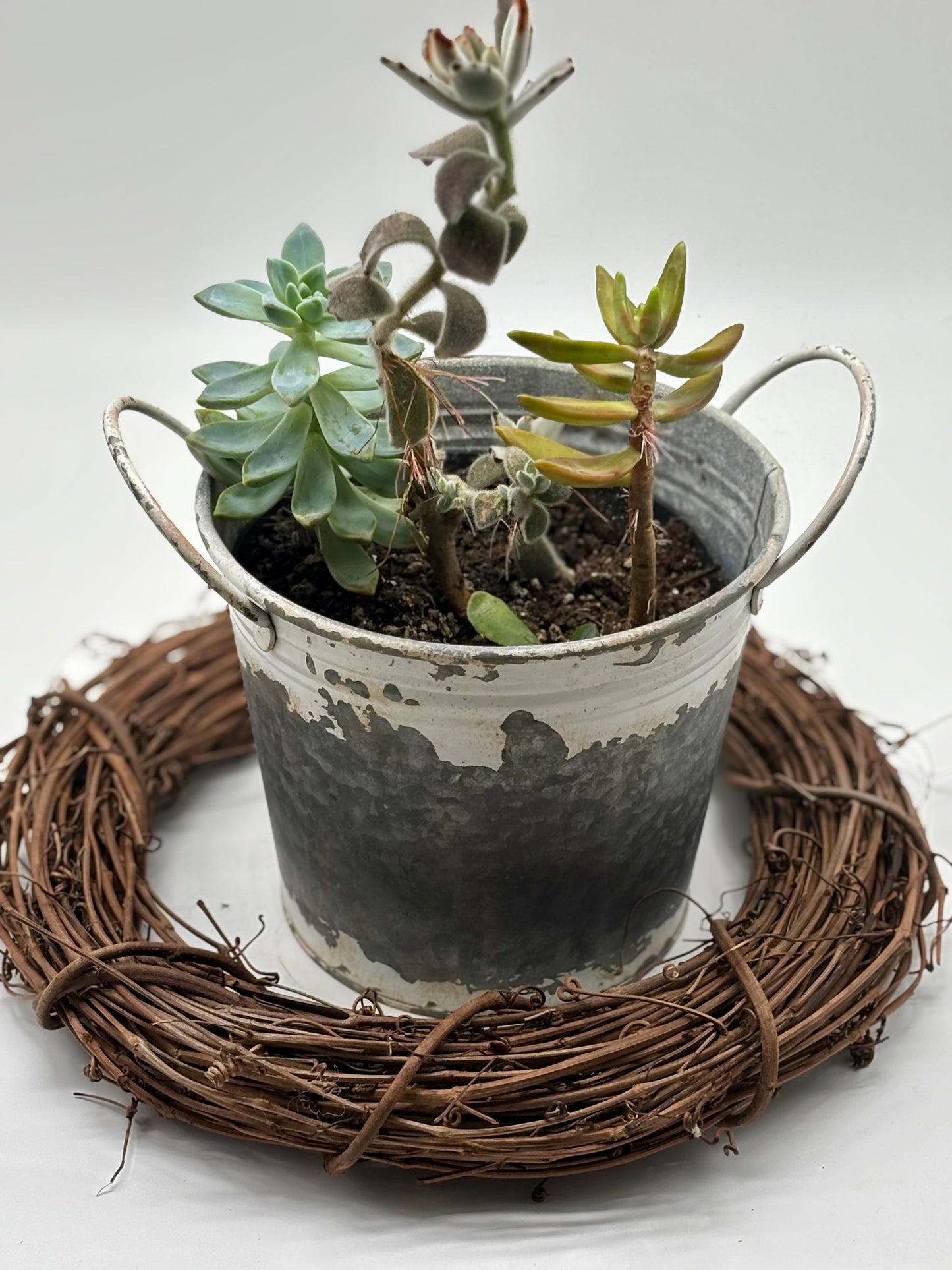 Brighten up your space with this two-year-old succulent arrangement, featuring Panda Ears, Indian Borage, and Golden Sedum. Fully established and thriving, she’s ready for her new home — don’t miss out!