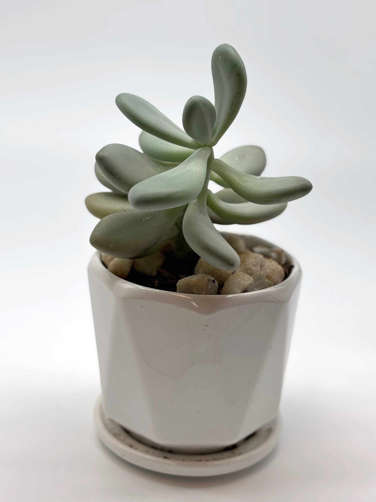 Chubby Packyphytom Oviferum in White Octagonal Pot