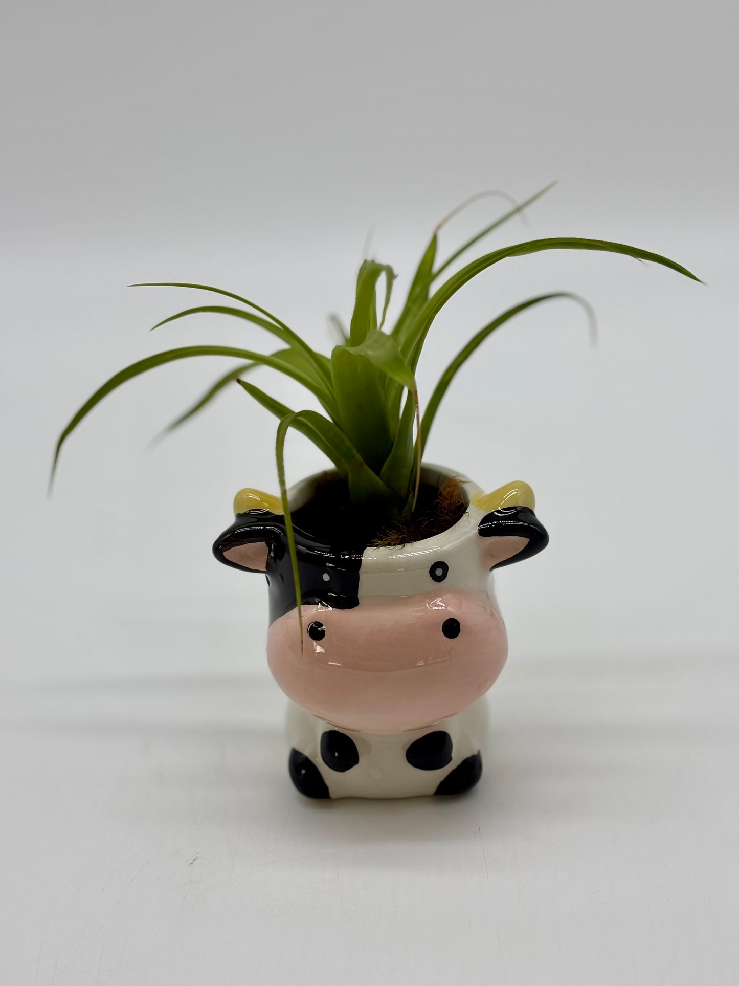 Shelf buddy alert! 🐮 Mr. Cow and his Giant Air Plant ‘do’ are ready to join your space