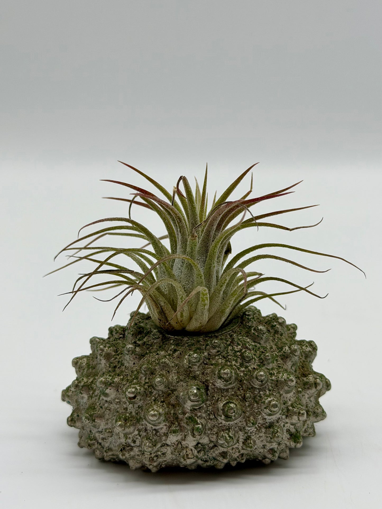 Sky/Air Plant in Sea Urchin