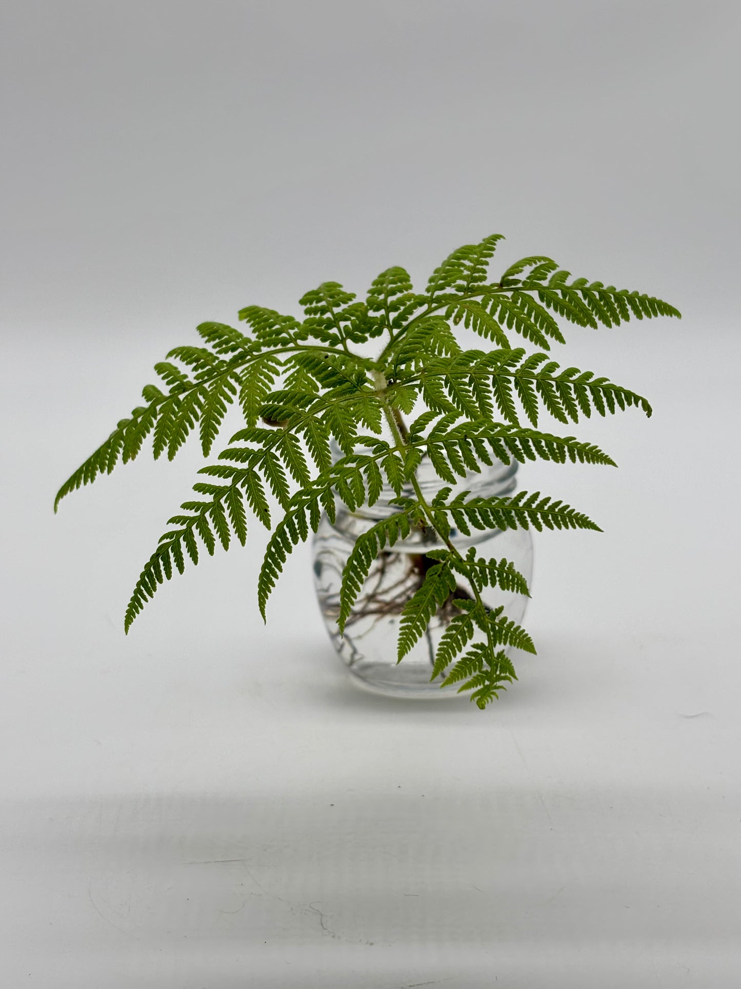 Pālapalāʻi, thoughtfully propagated and nurtured, ready to thrive in the perfect pot you select