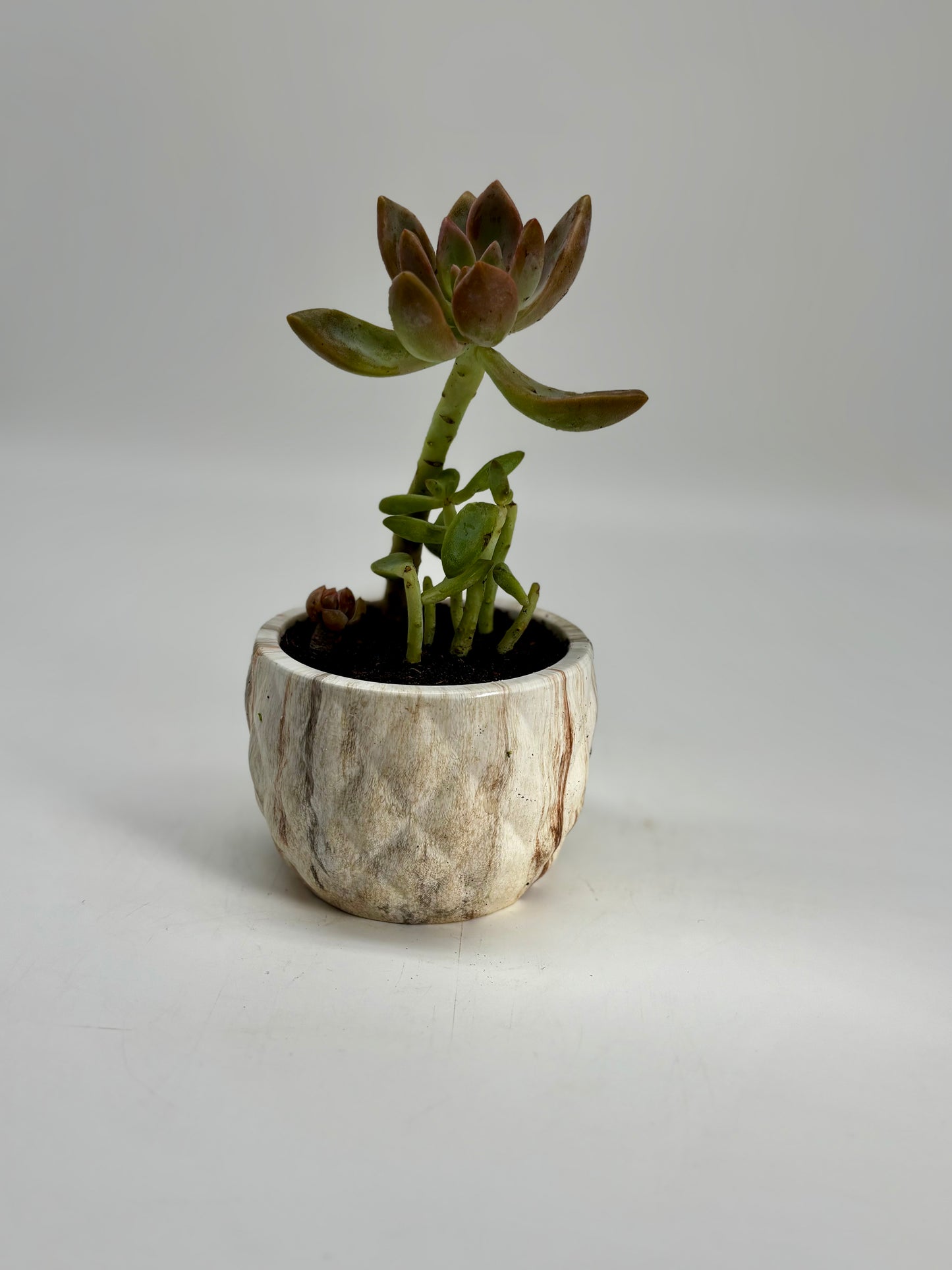 Pink and green Golden sedum in handmade clay pot