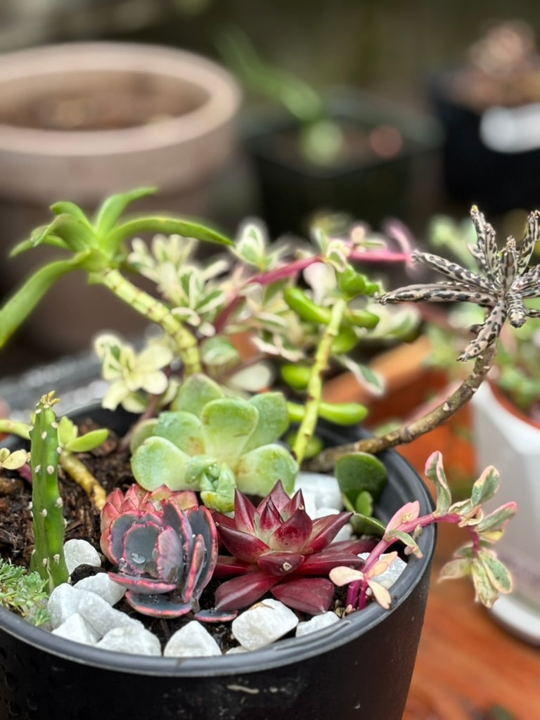 A show-stopping succulent display, blending the bold colors of Drooping Pricklypear with the timeless charm of Donkey Tail, Red Pagoda, and others