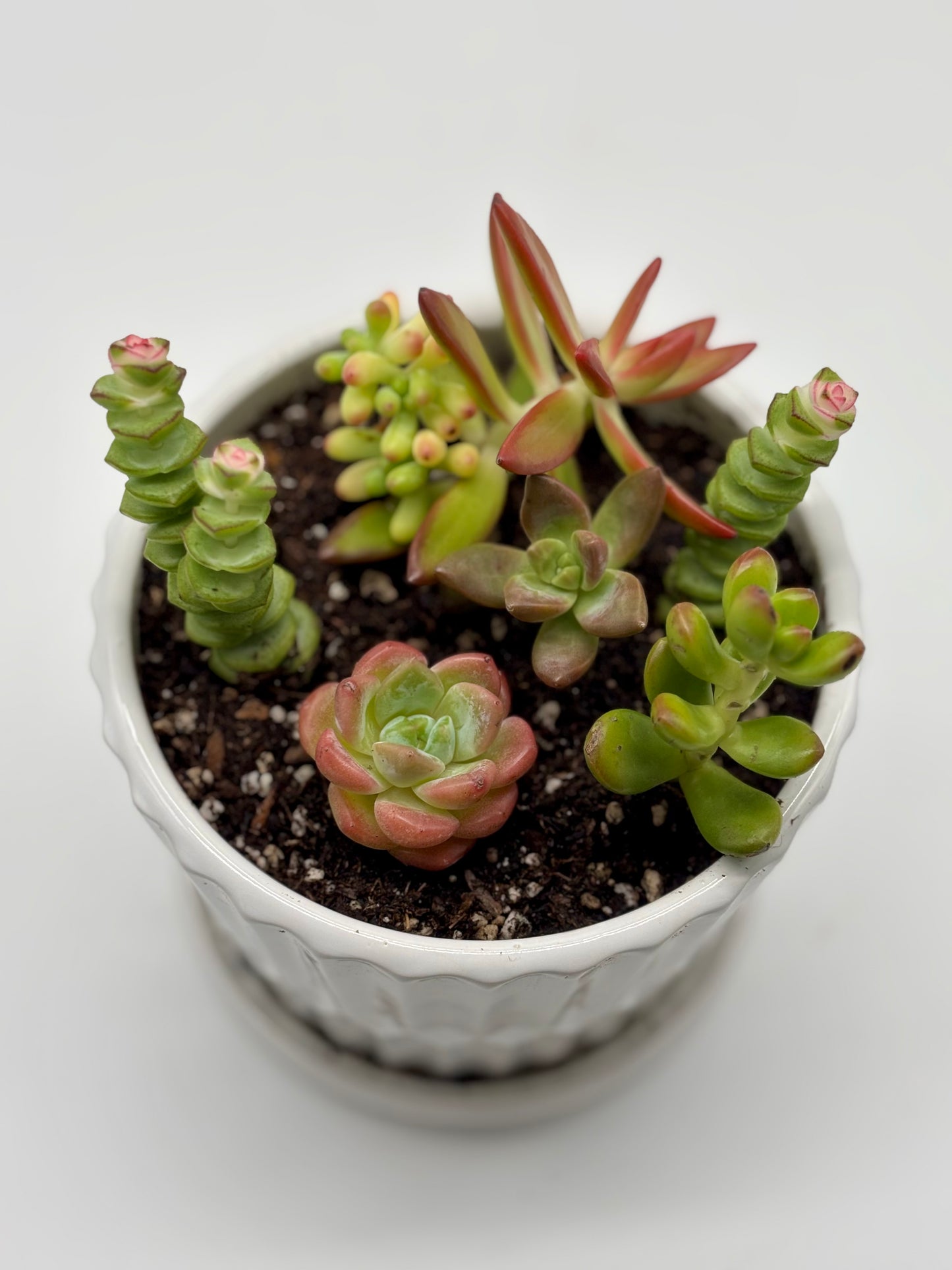 Fresh drop—succulent arrangements in chic white octagonal pots