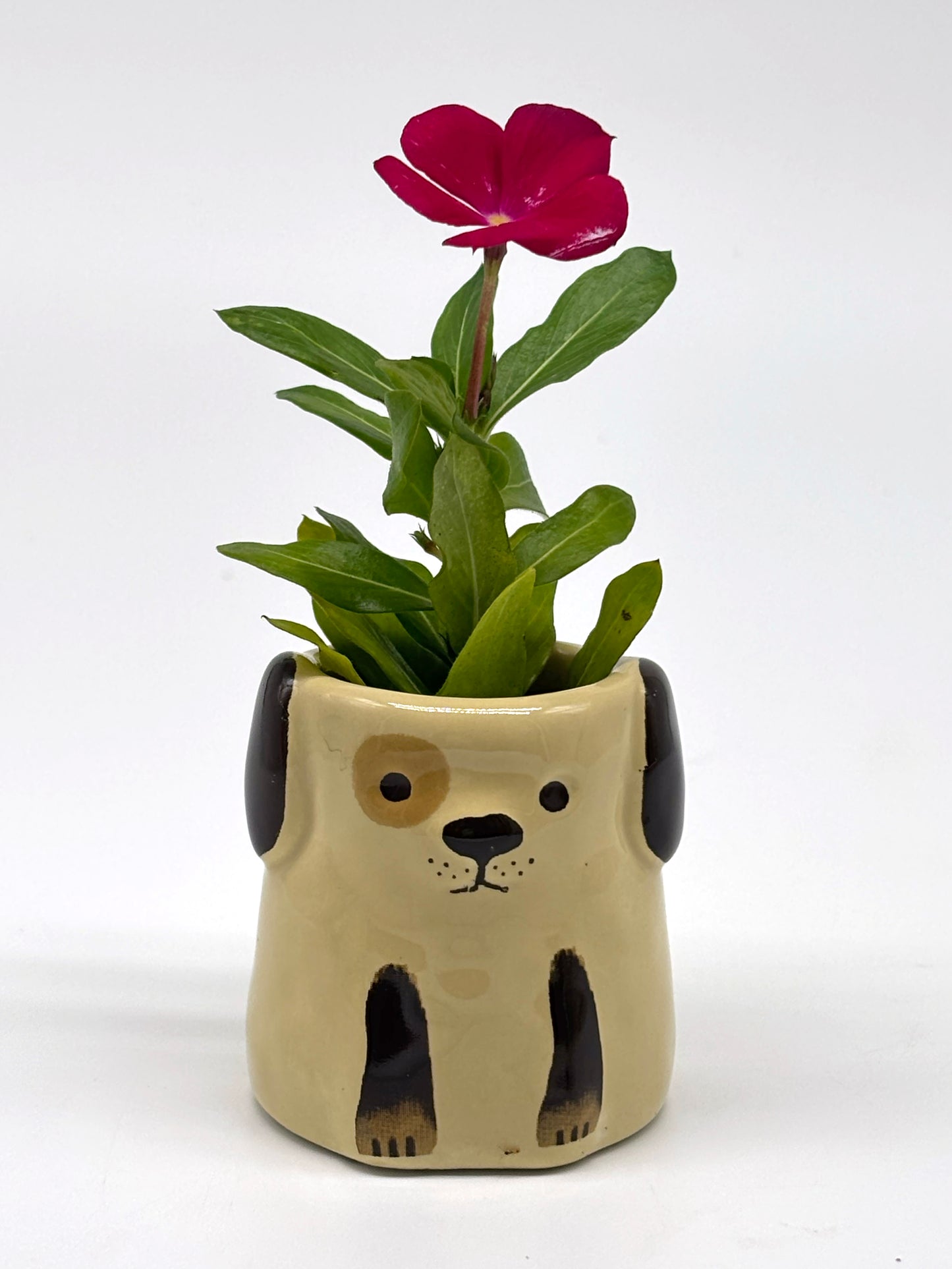 Cape Periwinkle in Tiny Ceramic Puppy Vase