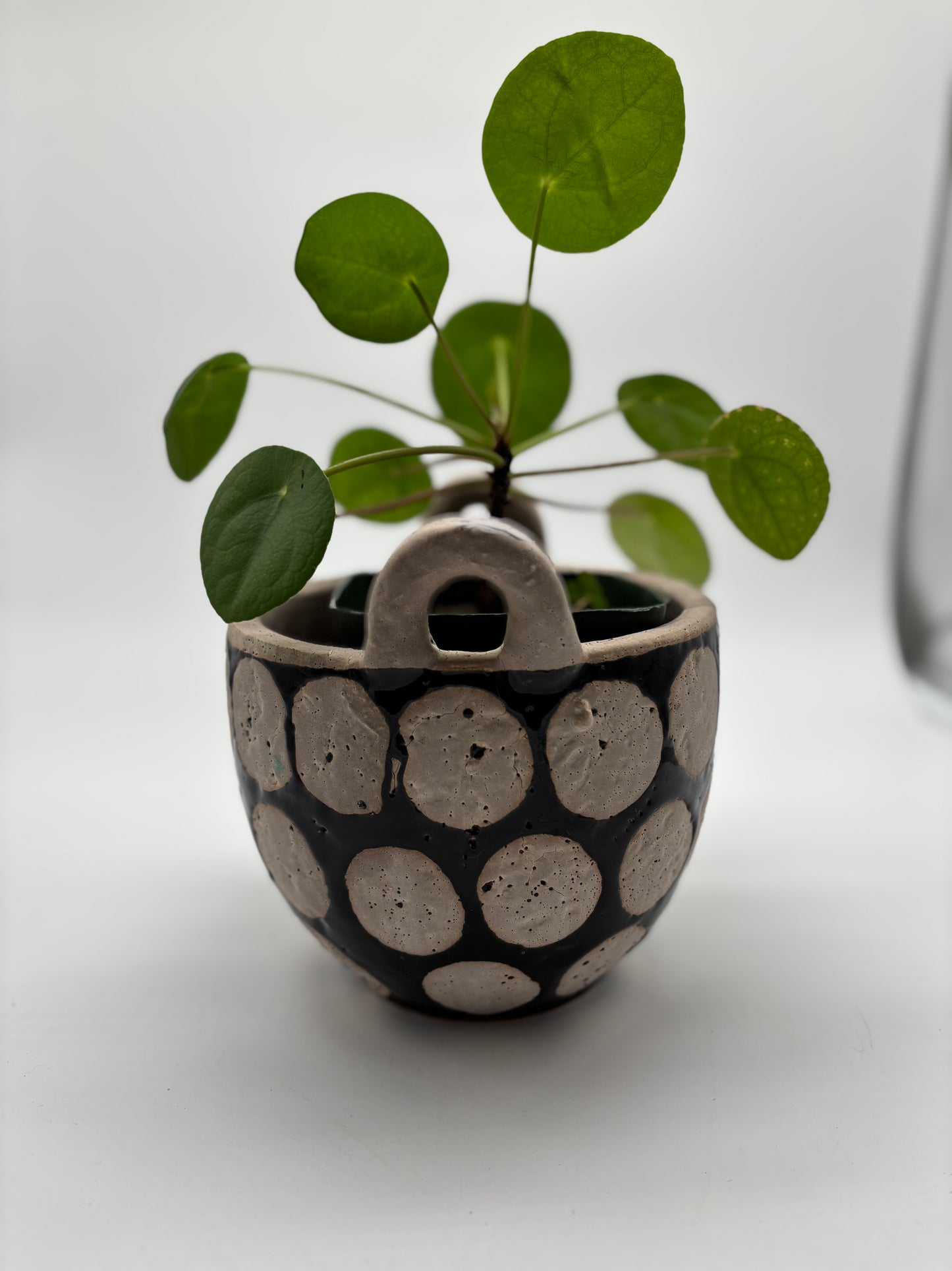 Chinese Money Plant in clay spotted pottery