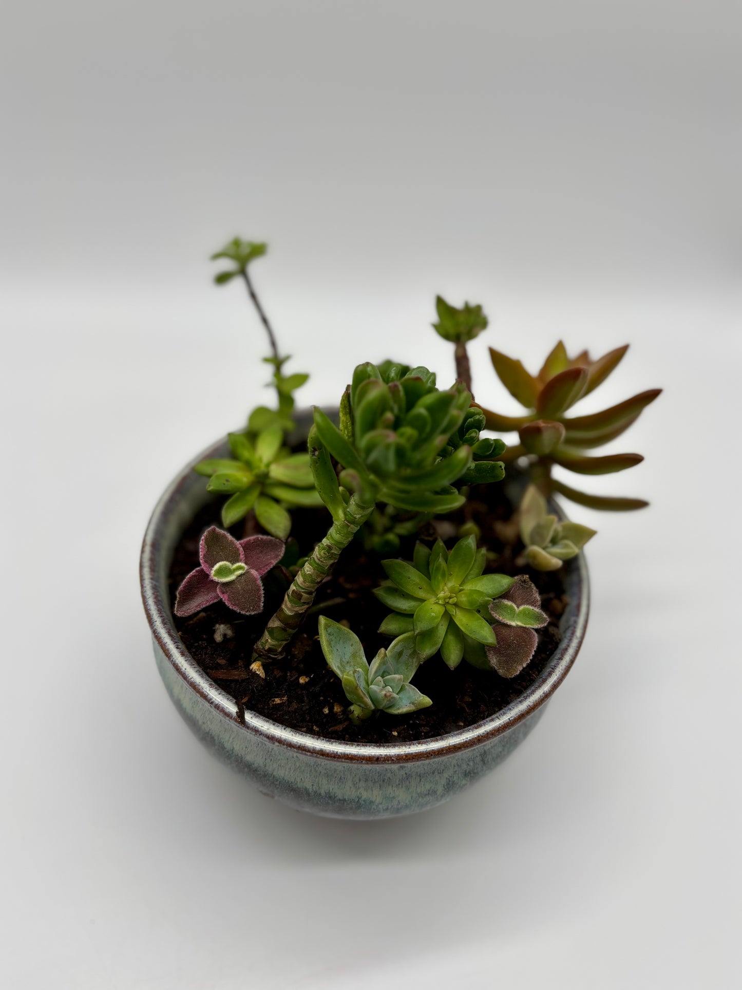 A show-stopping succulent display, blending the bold colors of Red Pagoda with the timeless charm of Stonecrop