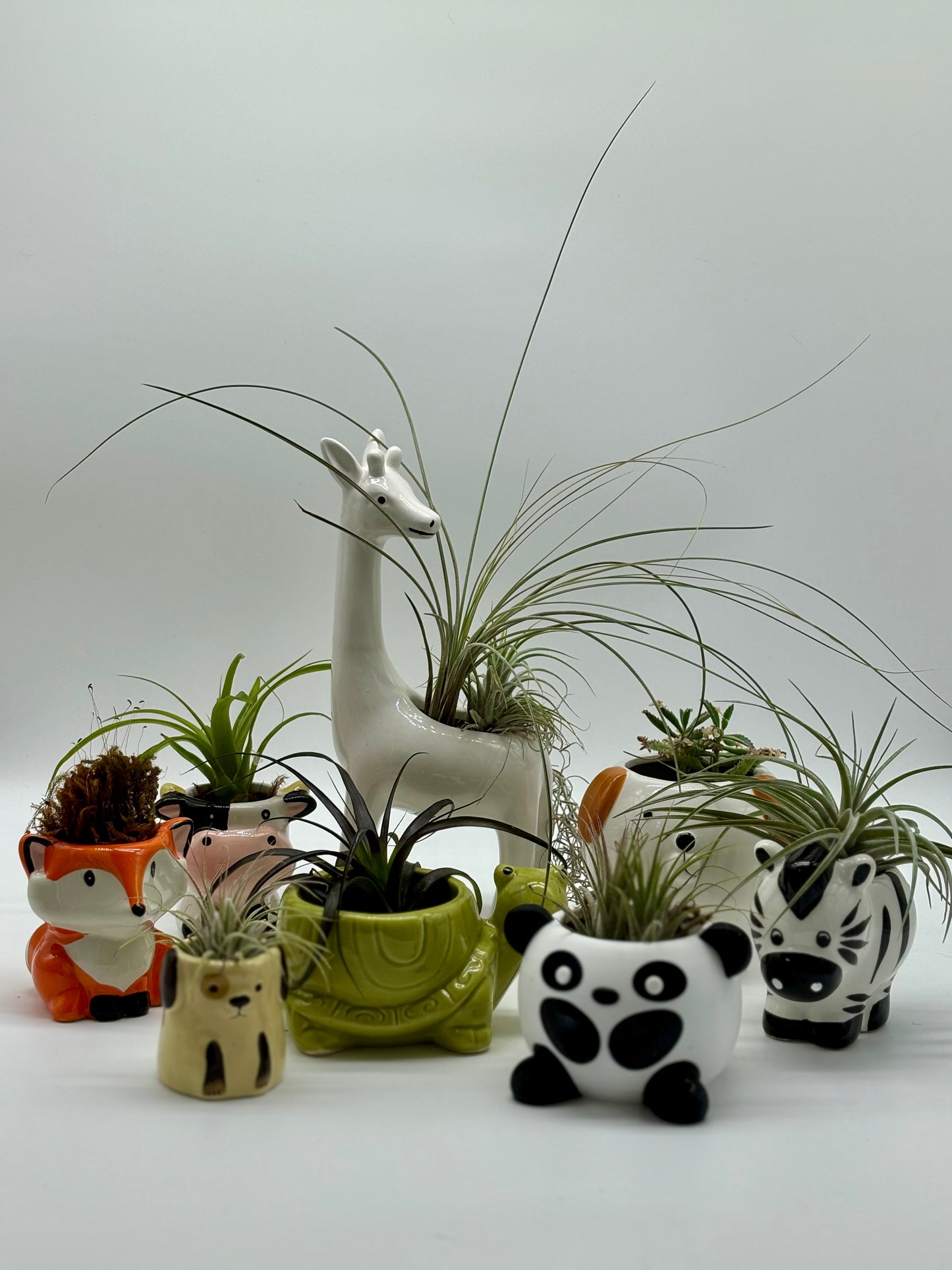 Allow me to introduce my family of tiny animal 🦓 potted plants! Giraffe 🦒, 🐶, 🐢, 🐮, 🦊, and 🐼 pickup arrangements can be made online.