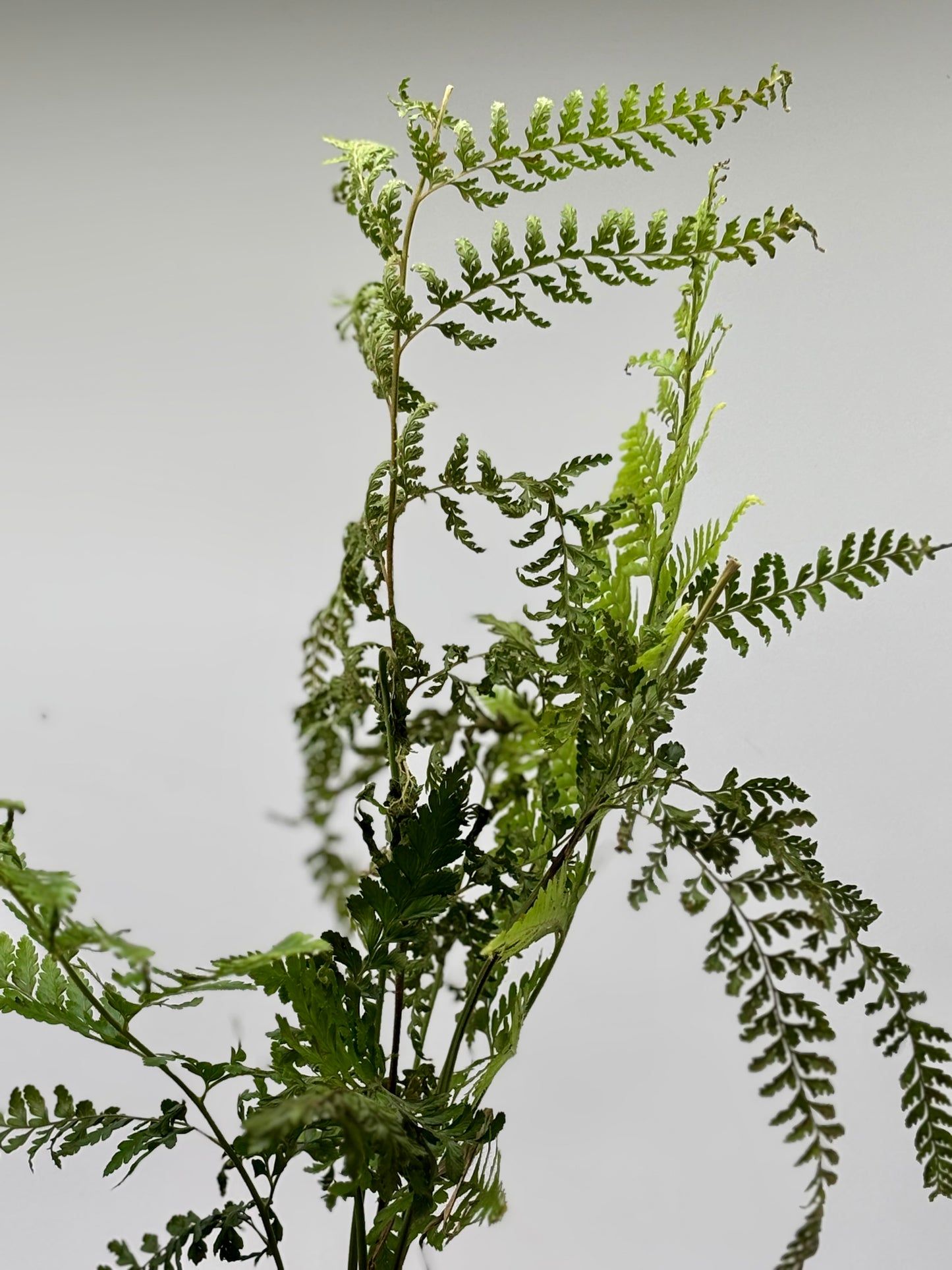 Pālapalāʻi, thoughtfully propagated and nurtured, ready to thrive in the perfect pot you select