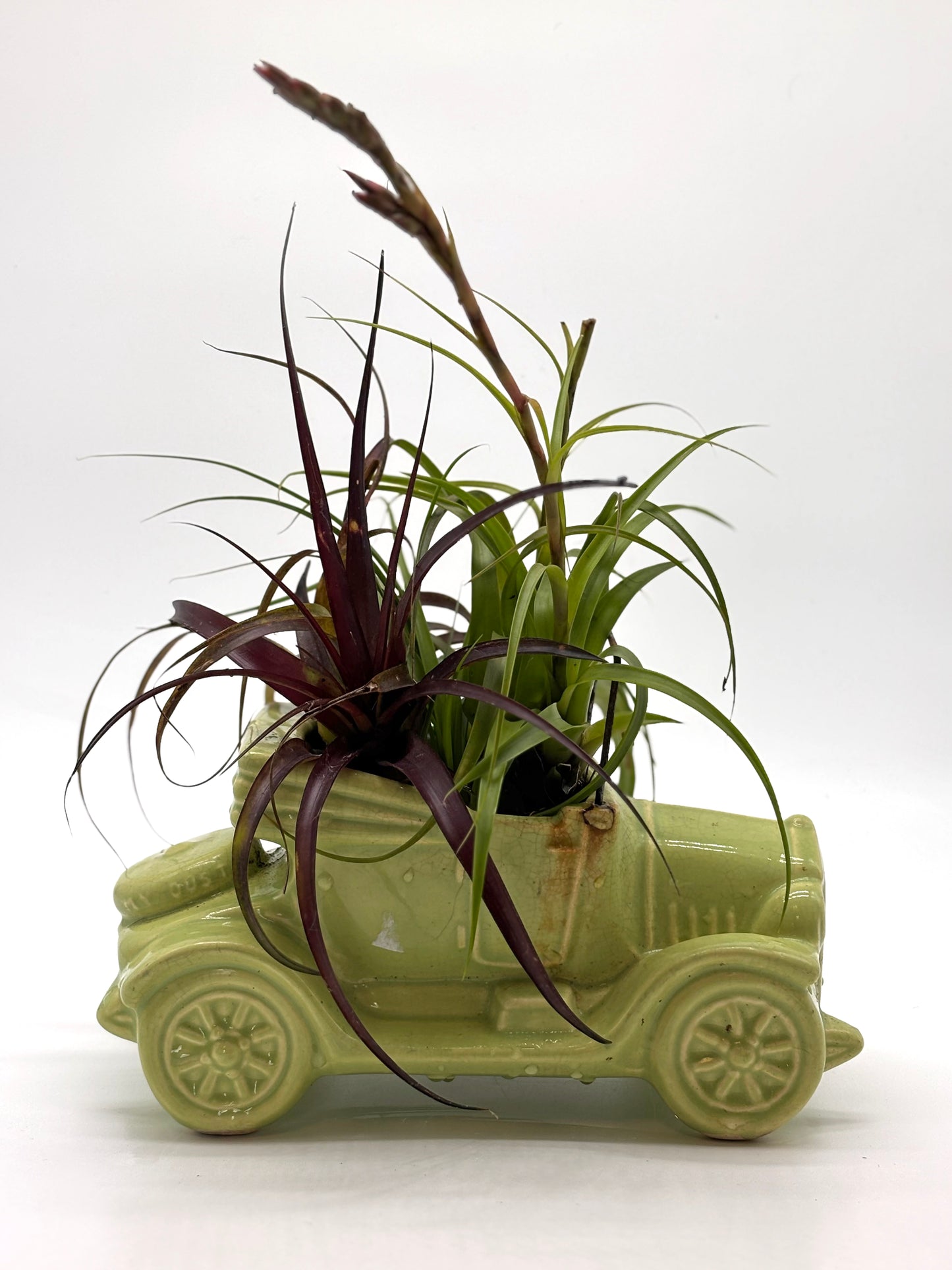 Sky Plant with Tillandsia in Vintage Car