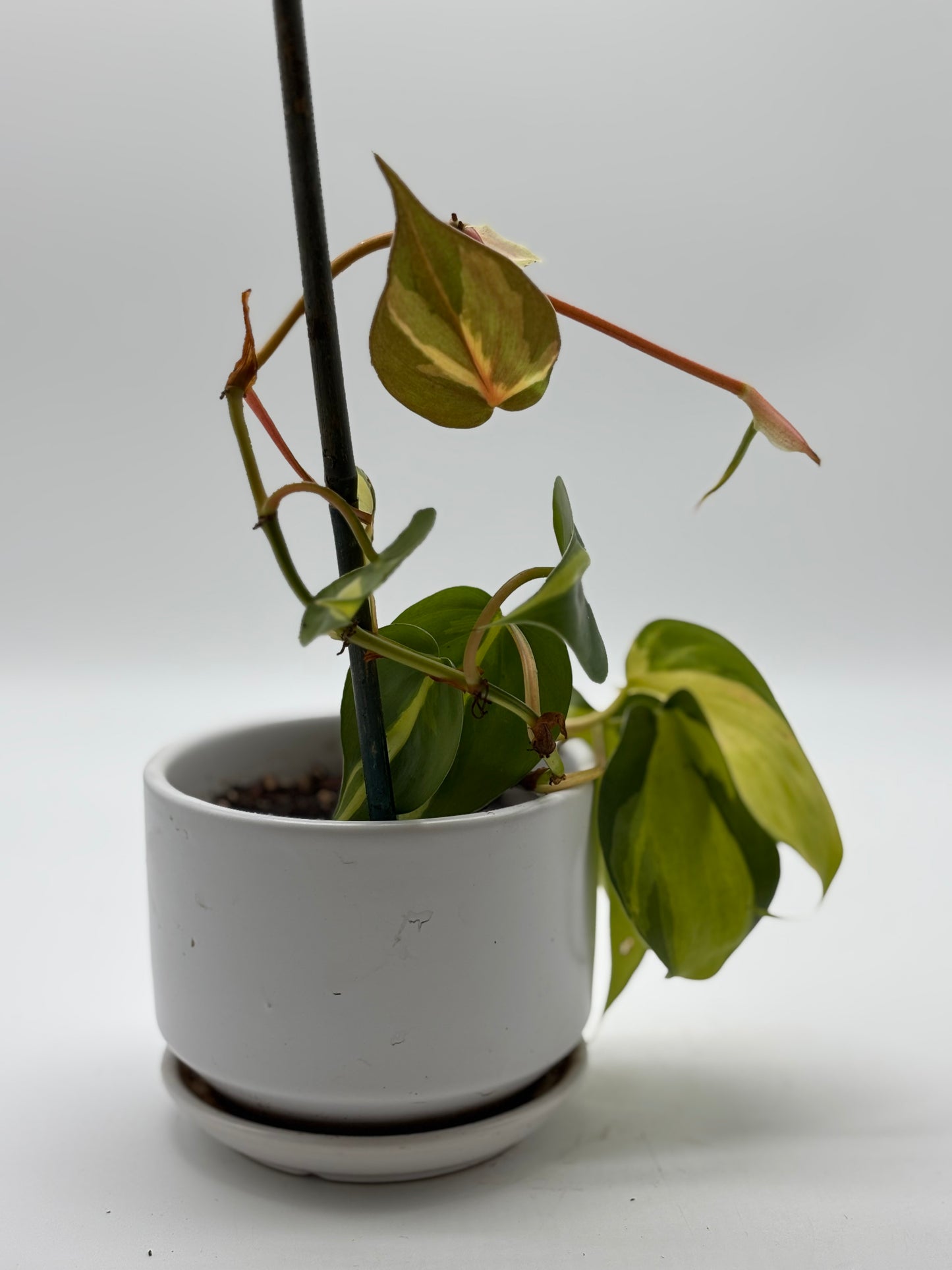 Up, up, and growing! Our Heartleaf Philodendron is claiming her new shelf