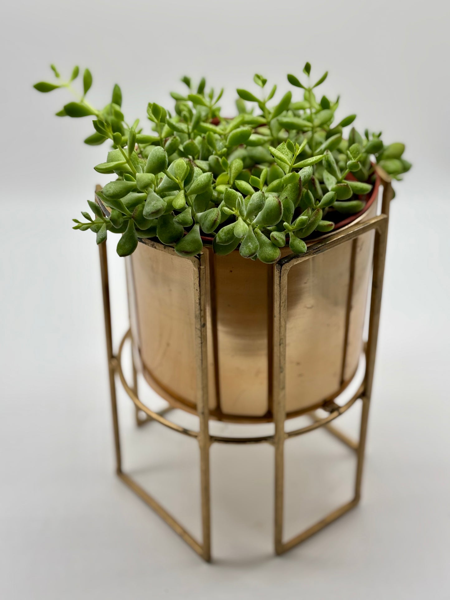 A lush jade plant flourishing in a tall, golden planter
