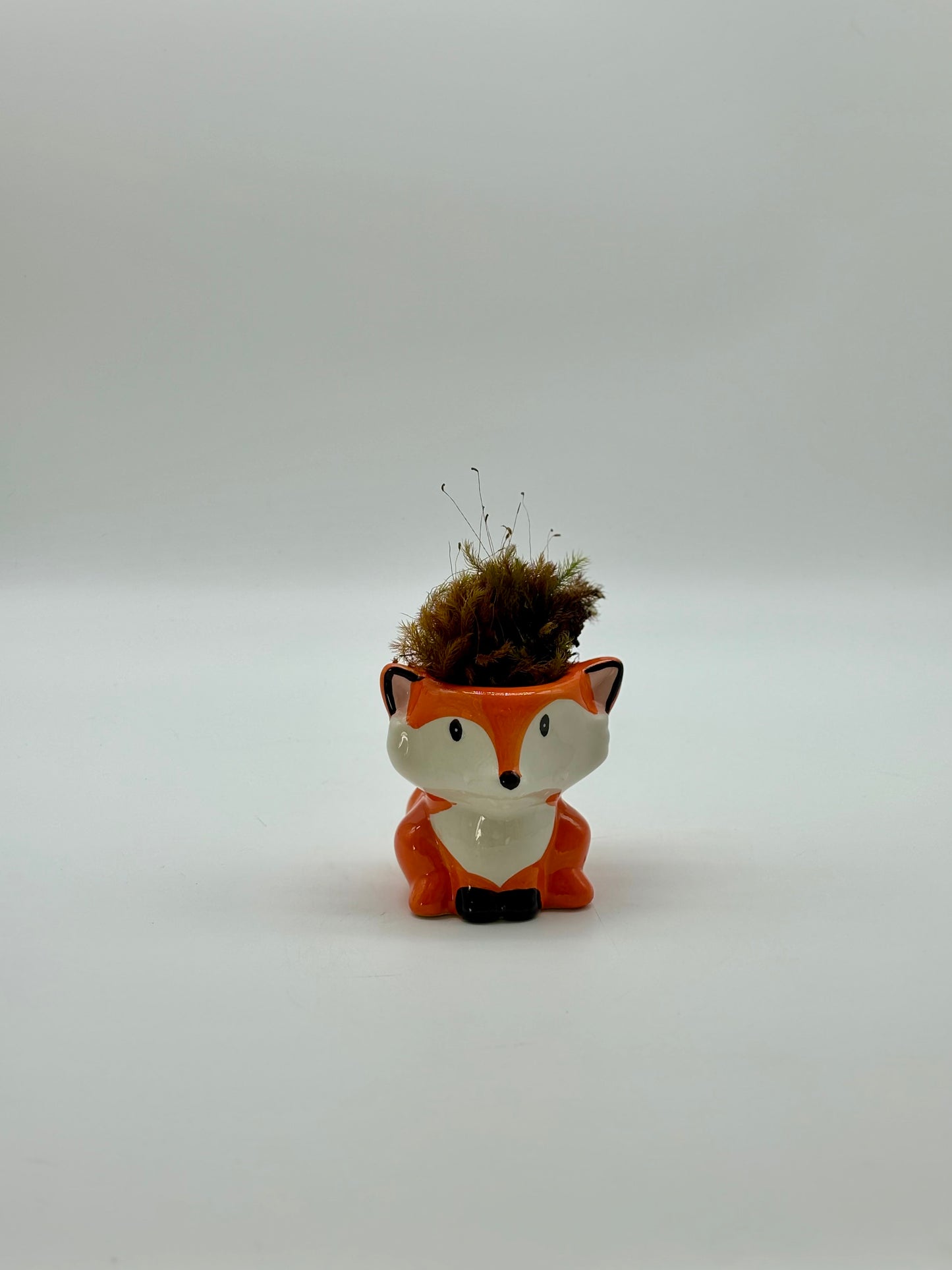 Shelf goals! 🦊 Tiny fox with Native Moss waiting for you
