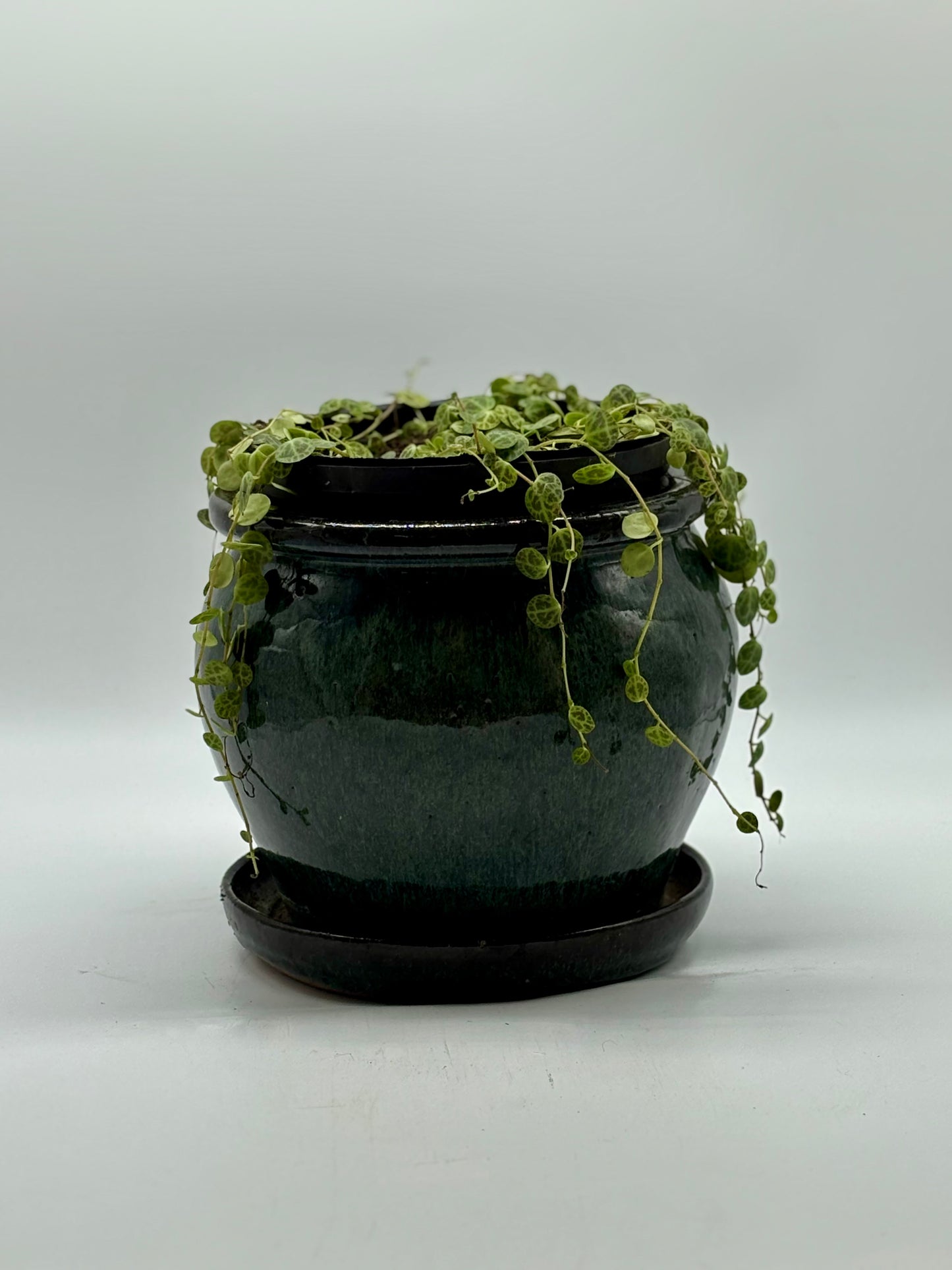 Watch as the Trailing Jade spills over its ceramic pot with effortless charm
