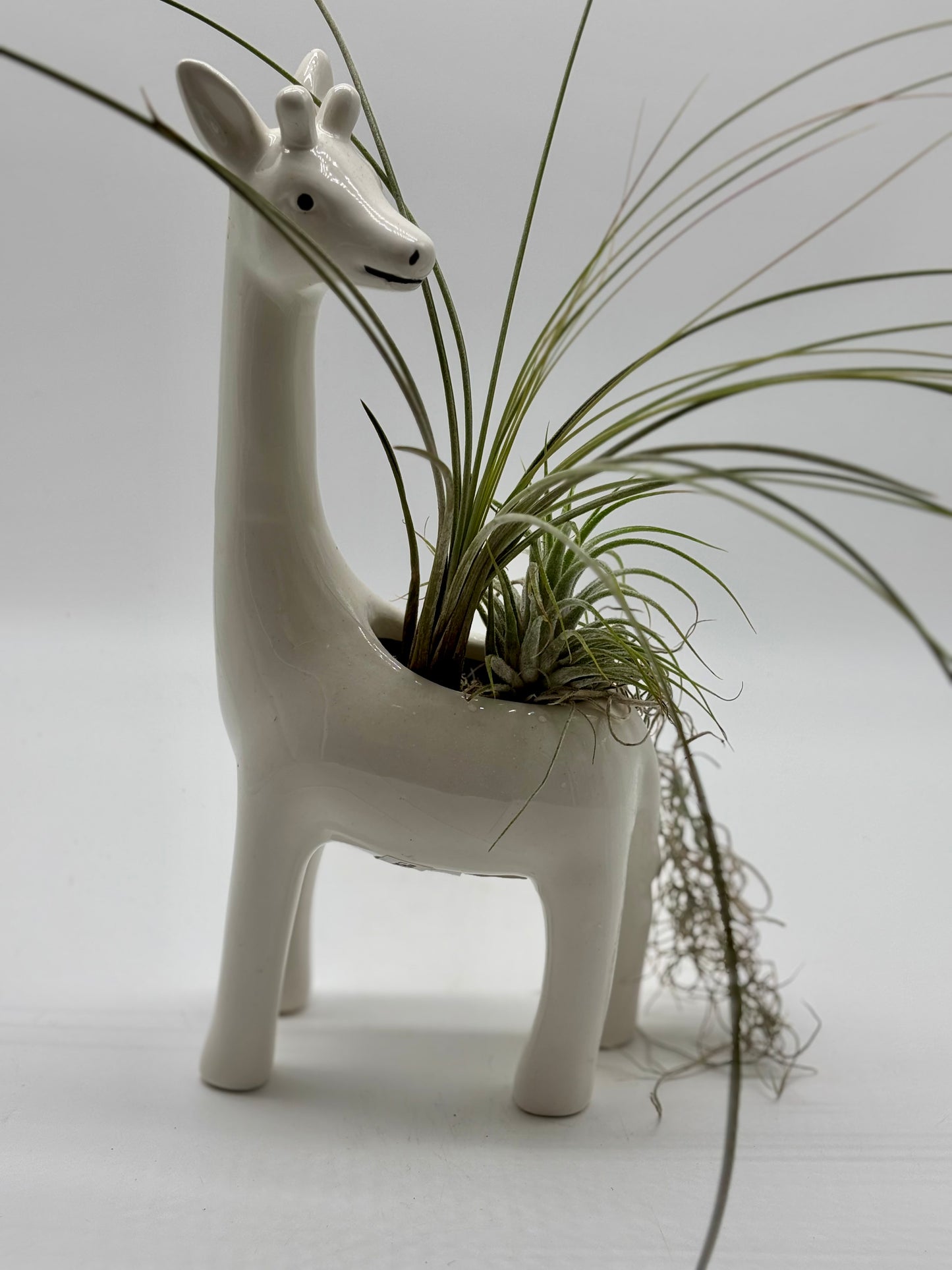 Mr. Giraffe is rocking a tail of silvery, fluffy Pele and standing tall with Bertram’s air plants—ready to bring sunshine and style to your window!