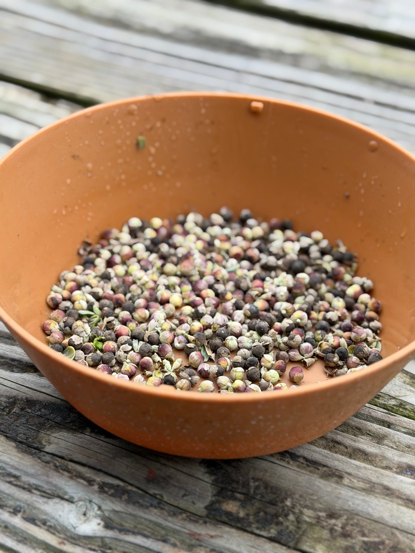 Indigenous Hawaiian Pōhinahina seeds