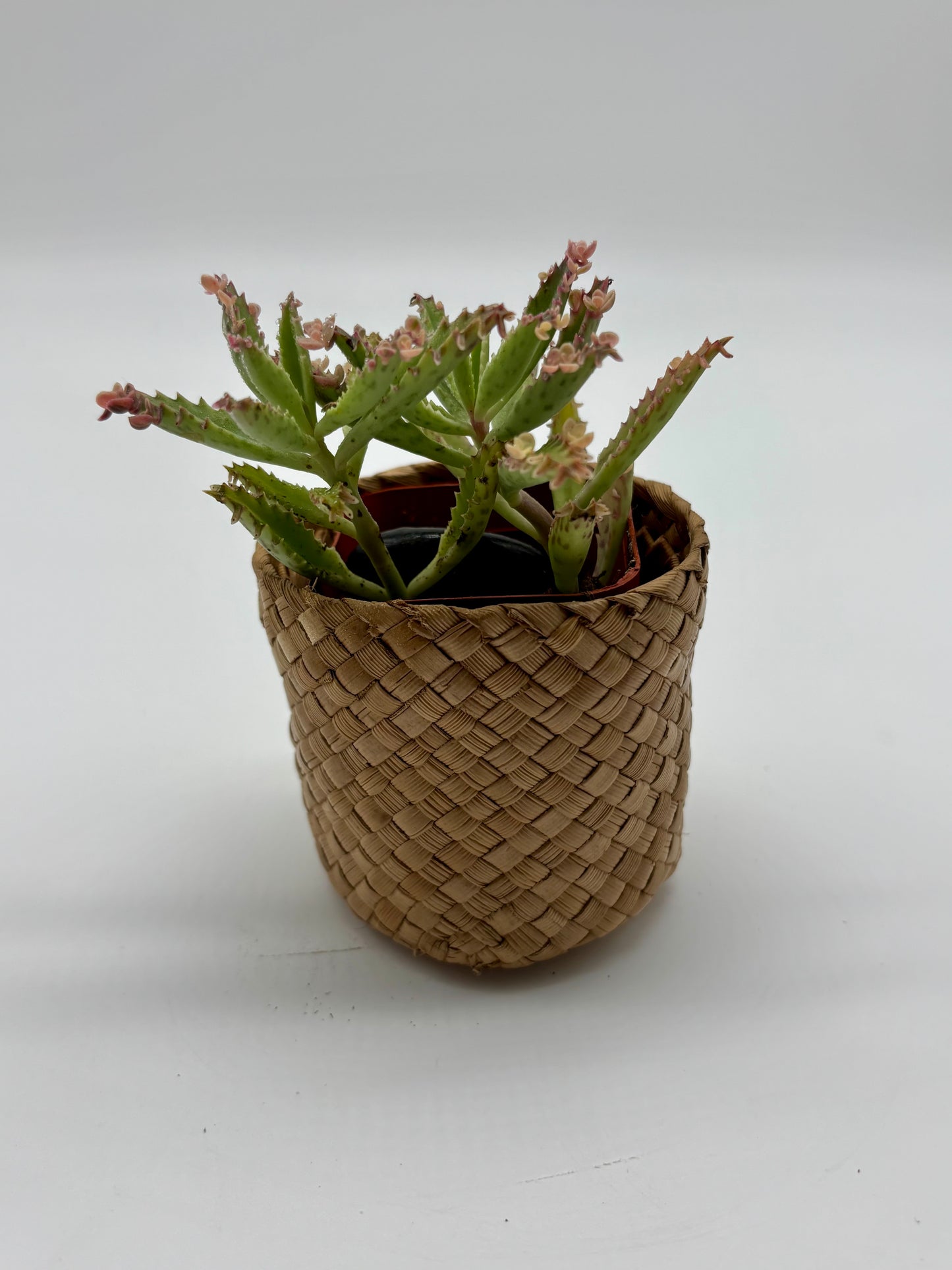Charming Alligator Plant in Small Woven Coaster