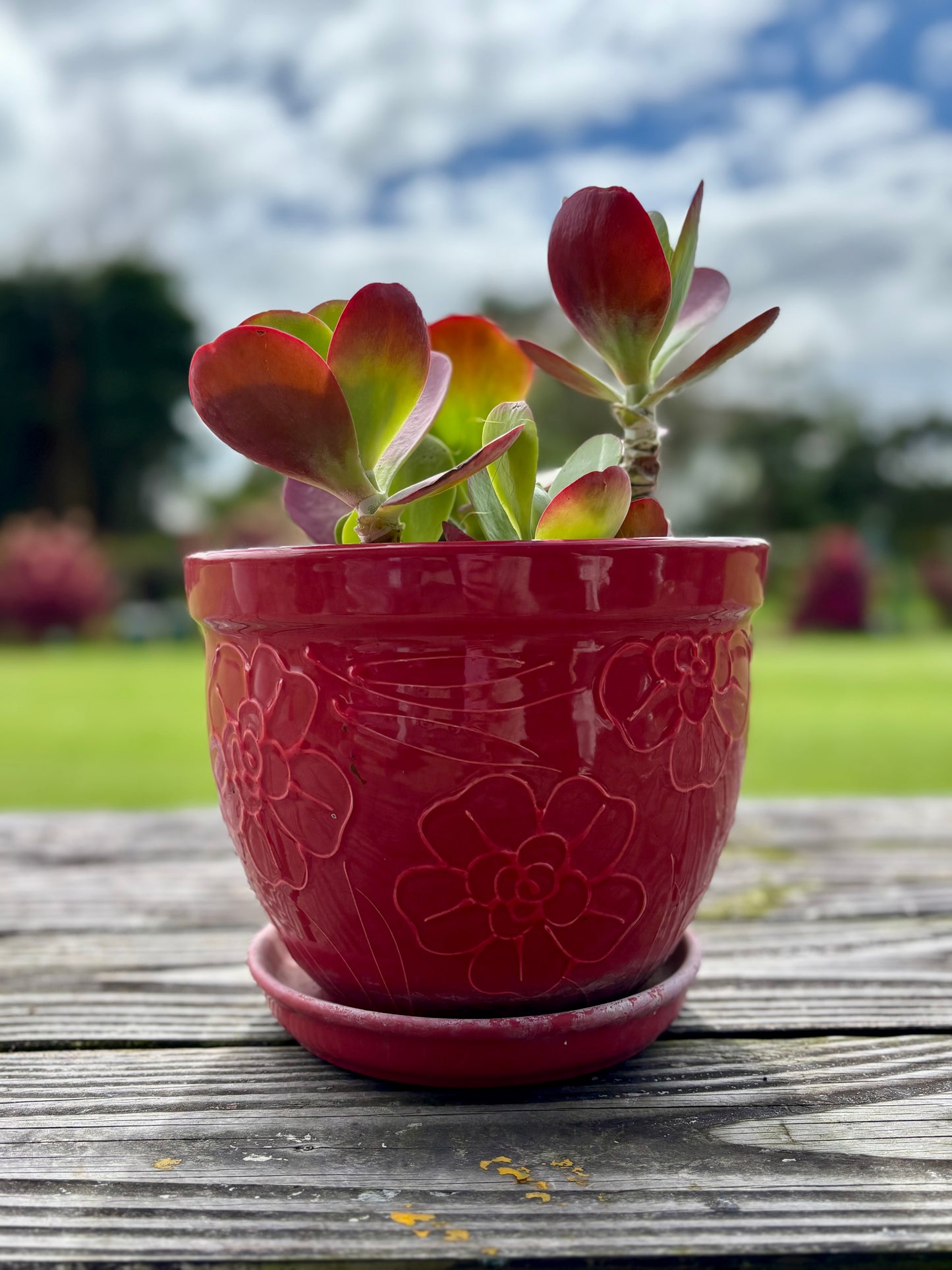 Elephant ears in Red ceramic pot
