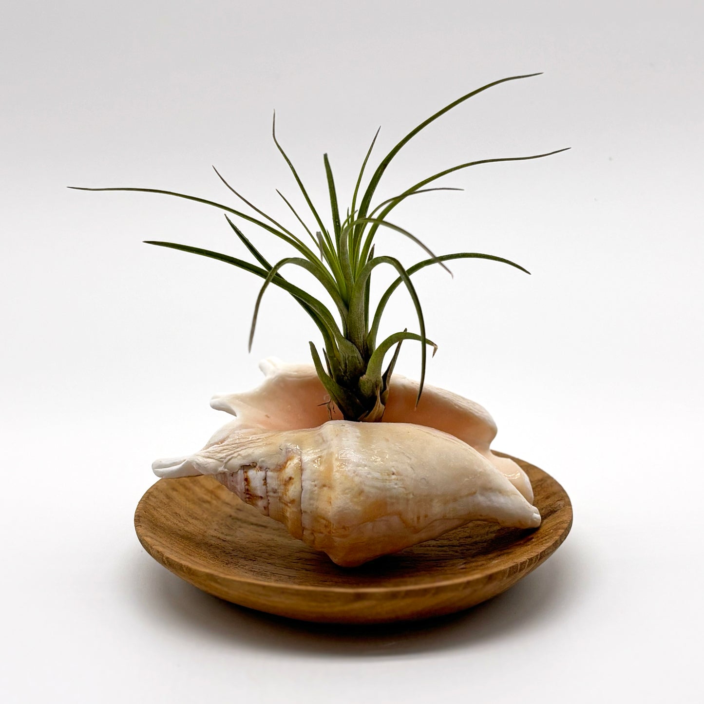 Air Plant in Conch Shell with Wooden Base