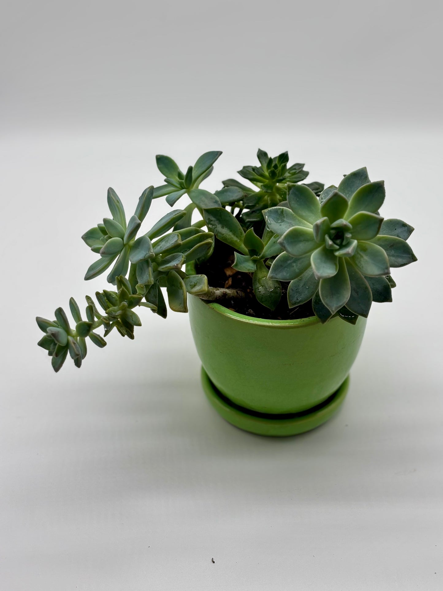 Live Echeveria Agavoides Succulent Arrangement in Stylish Green Drainage Pot – Perfect for Home or Office Décor