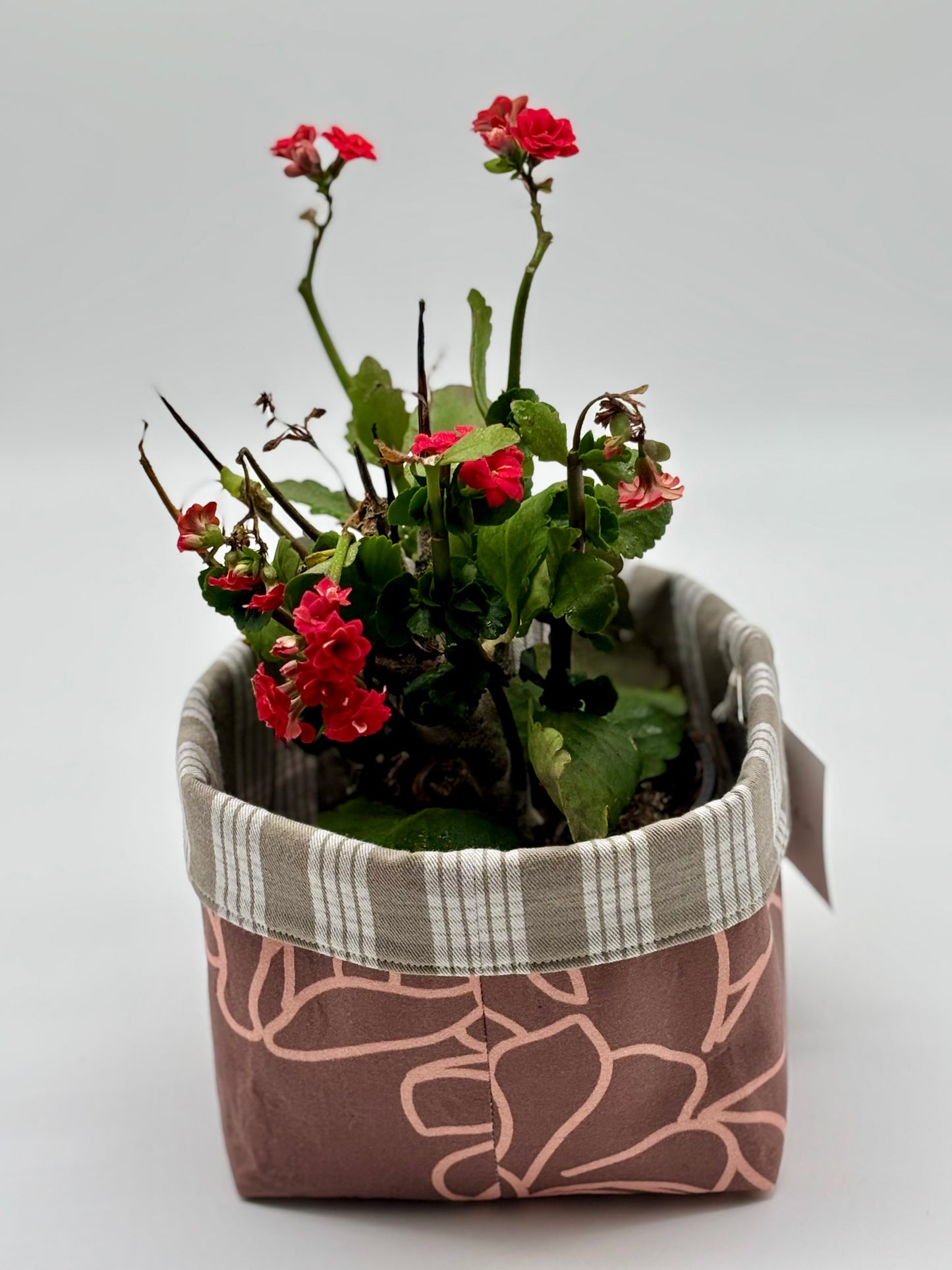 Garden Geranium in a Hana I‘a Puakinekine Palaka-print planter—where classic floral beauty meets timeless island design