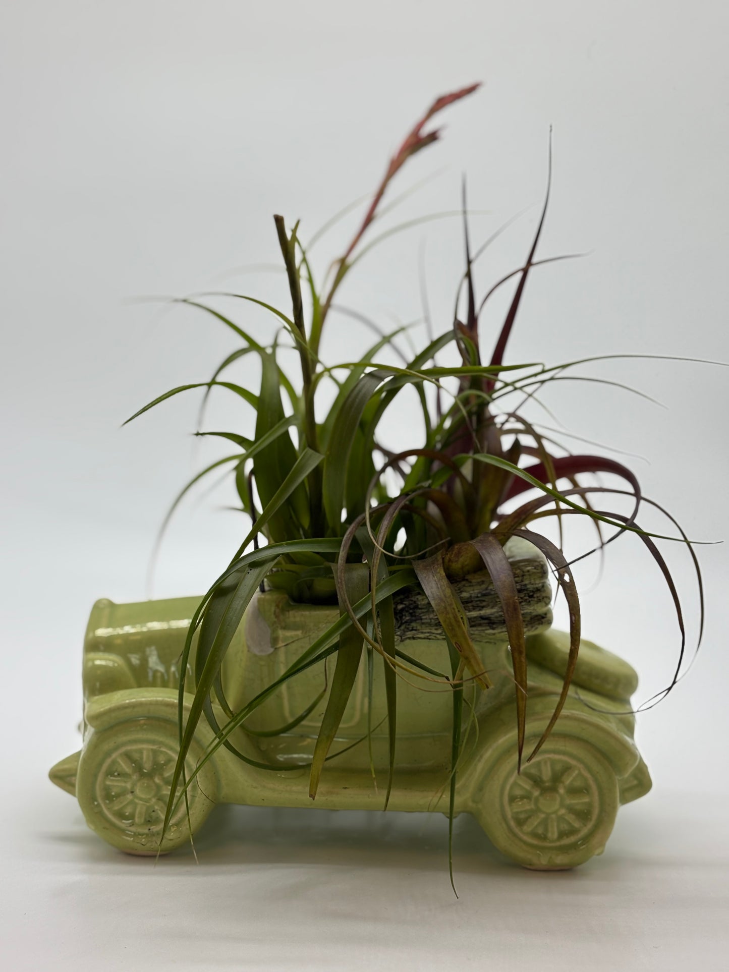 Sky Plant with Tillandsia in Vintage Car