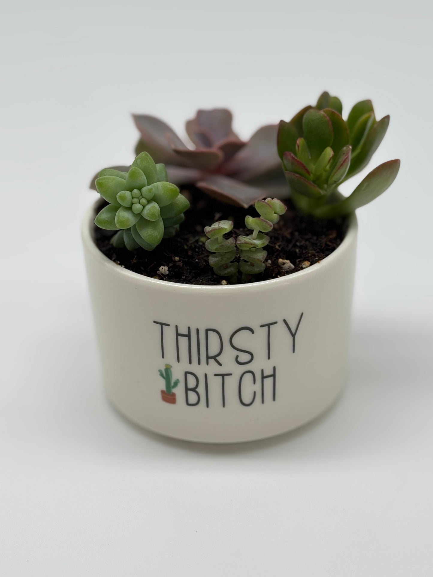 Funny Pottery filled with succulent arrangement